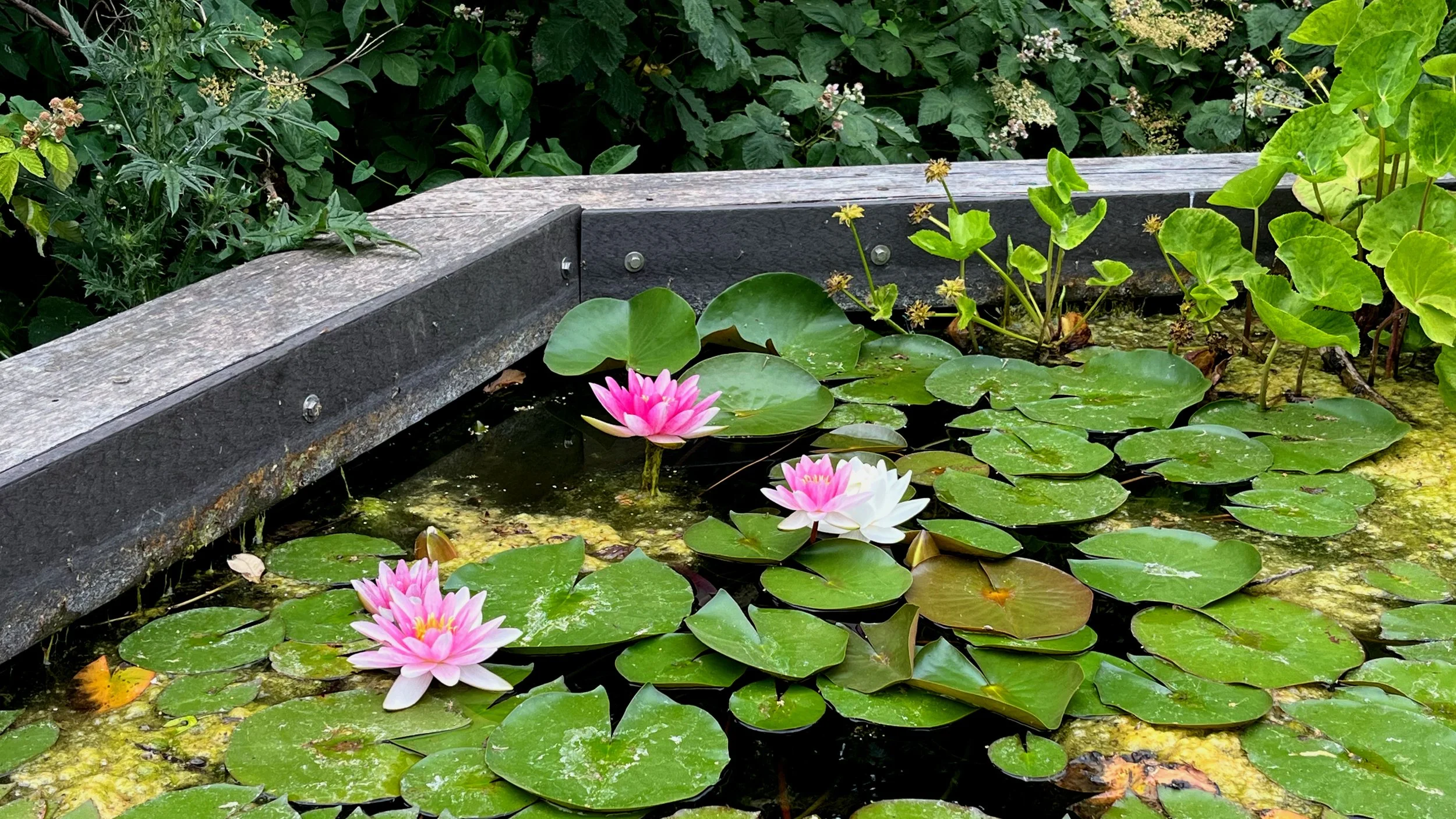 Queer Botany: Guided Walk at Walthamstow Wetlands {SOLD OUT}