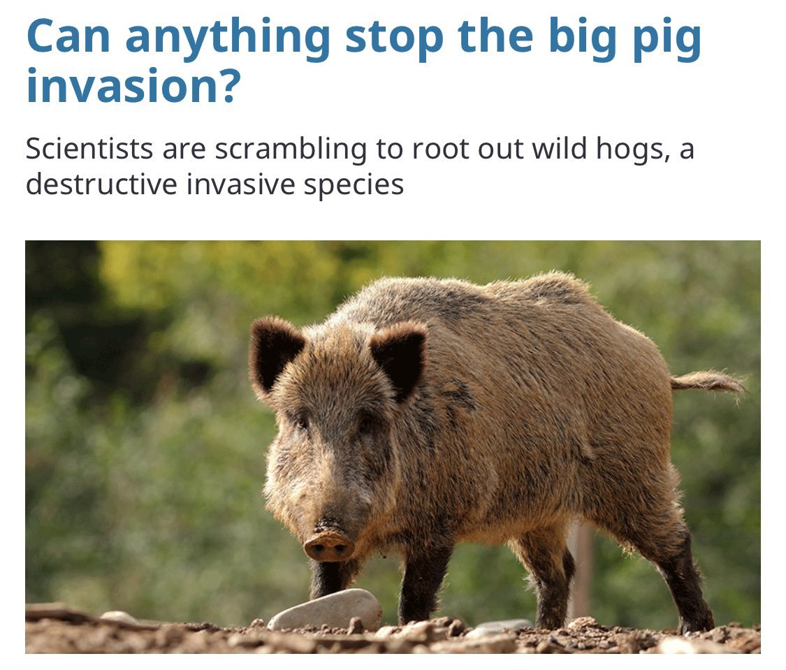 Can Anything Stop the Feral Hog Invasion?