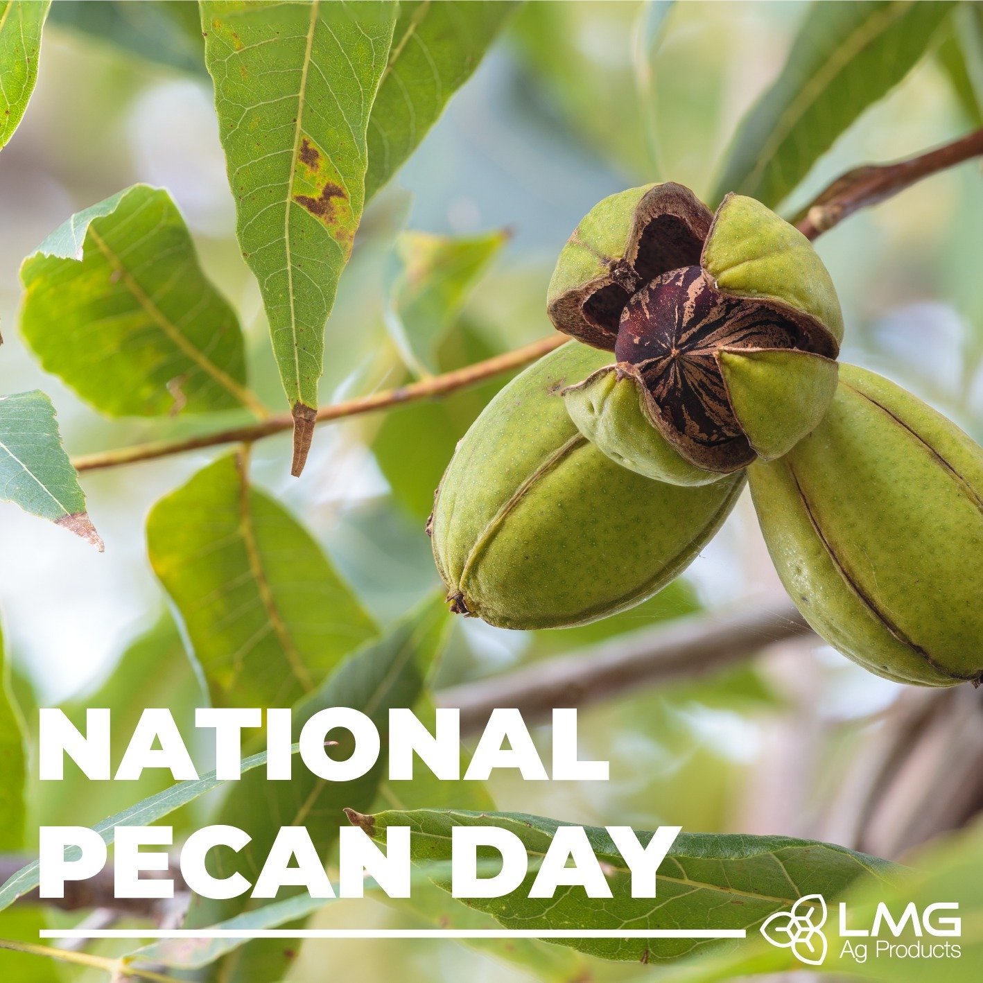 Today is National Pecan day!
Did you know that the United States produces 80%-95% of the world&rsquo;s pecans. Pecans are the only commercially grown nut crop native to Central North America, and the first commercially grown orchard in California was