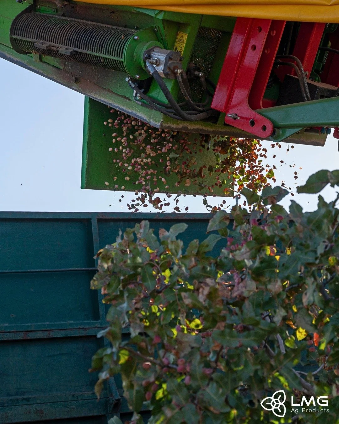 Pistachio Harvest Season is Here!🌳

Did you know pistachios are one of the few nuts that don&rsquo;t fall directly to the ground during harvest? Instead, mechanical shakers gently shake the trees and the nuts drop onto large catch frames, keeping th