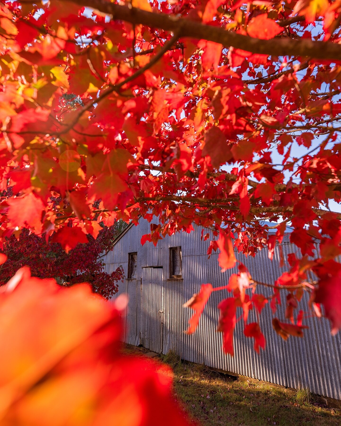 We had the best weather here over the Easter long weekend! Perfect for getting out and exploring our beautiful #autumn colours 🍁🍁 Hope you all enjoyed it&hellip;