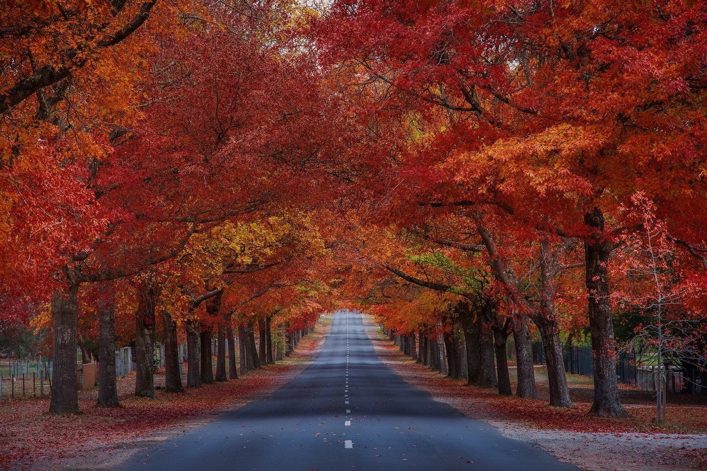 One of my favourite images of Honour Avenue, taken way back in 2016! You&rsquo;ll find this on the wall at The Albion Hotel ( @thealbionhotel_kyneton ) as a 1.7 x 1.1m framed print 🍁🍁 

With the Macedon Ranges Autumn Festival now in full swing, you