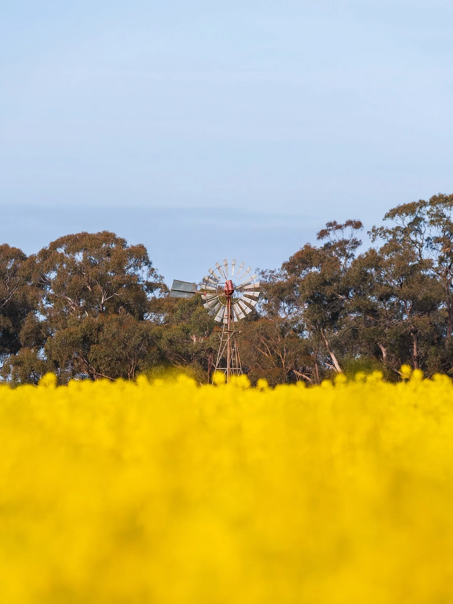 It&rsquo;s that time of year! 🌼🌼 #canola
