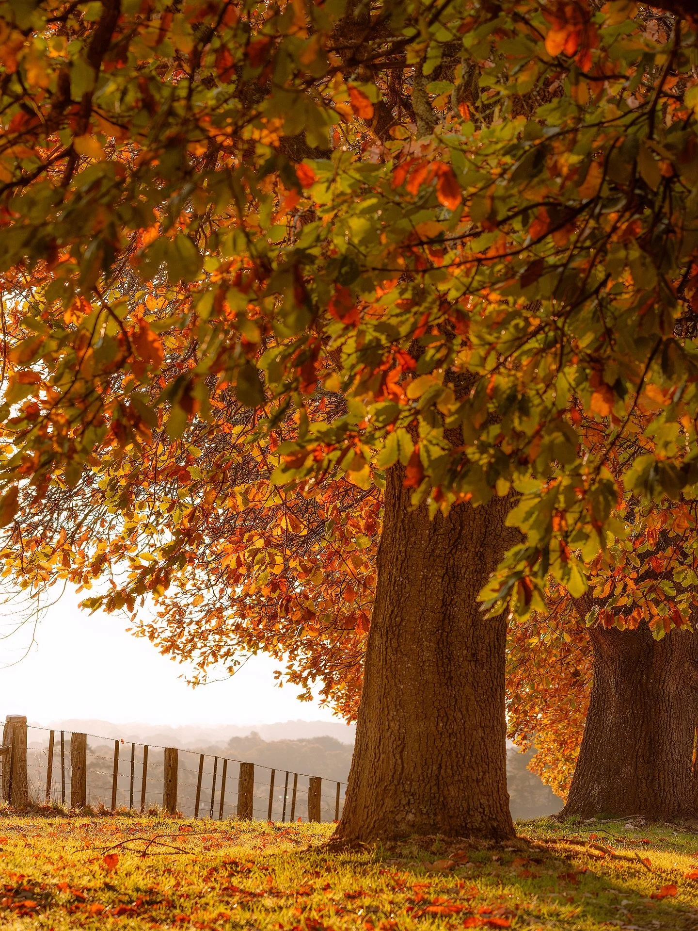 It&rsquo;s officially the 1st day of #autumn on the calendar. My favourite season! And I&rsquo;m excited to see what 2026 in the Macedon Ranges brings 🍂🍂🍂