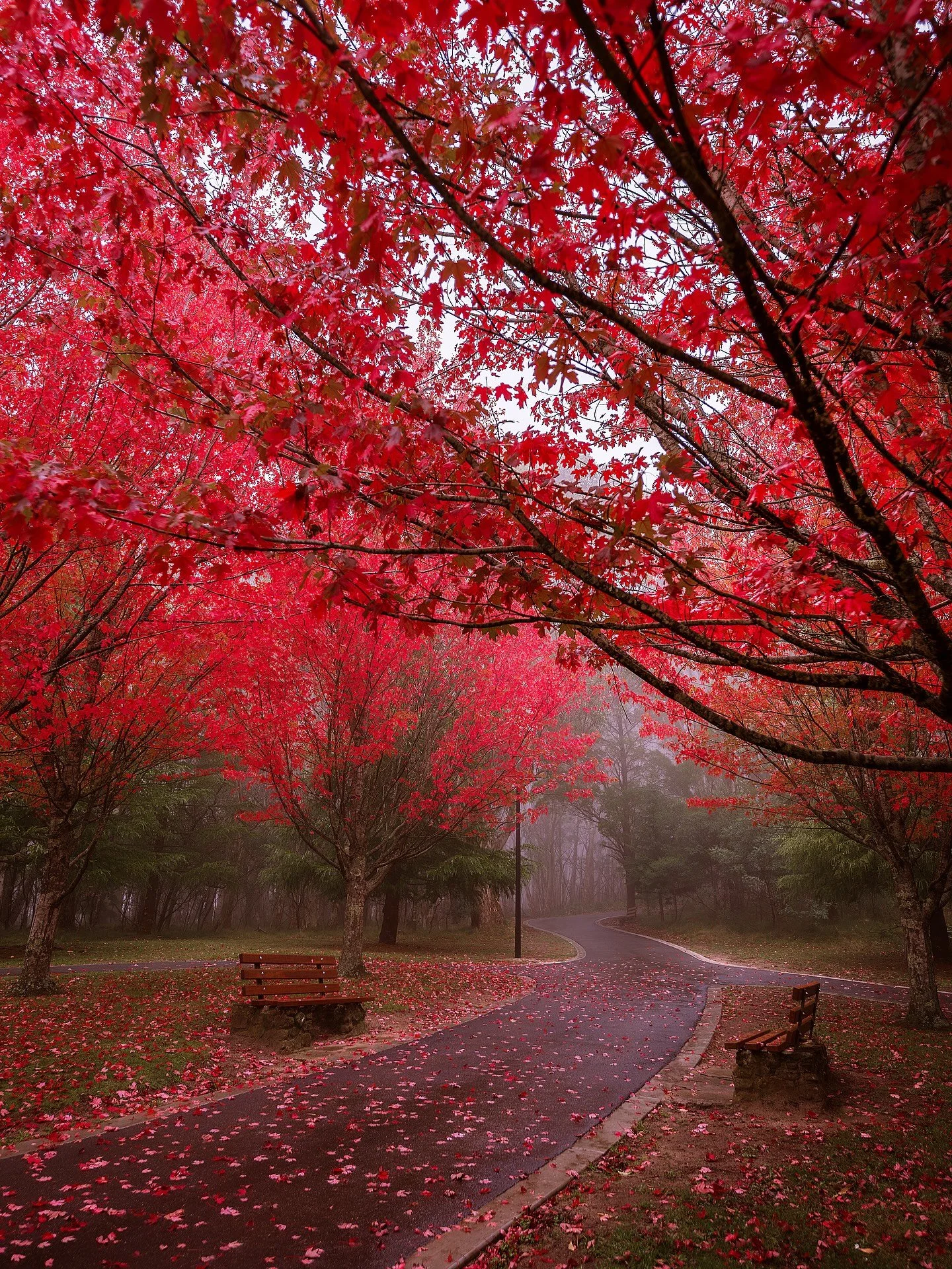 A foggy Mount Macedon on Good Friday 🍁 I always try and catch these trees on mornings like this! #mountmacedon