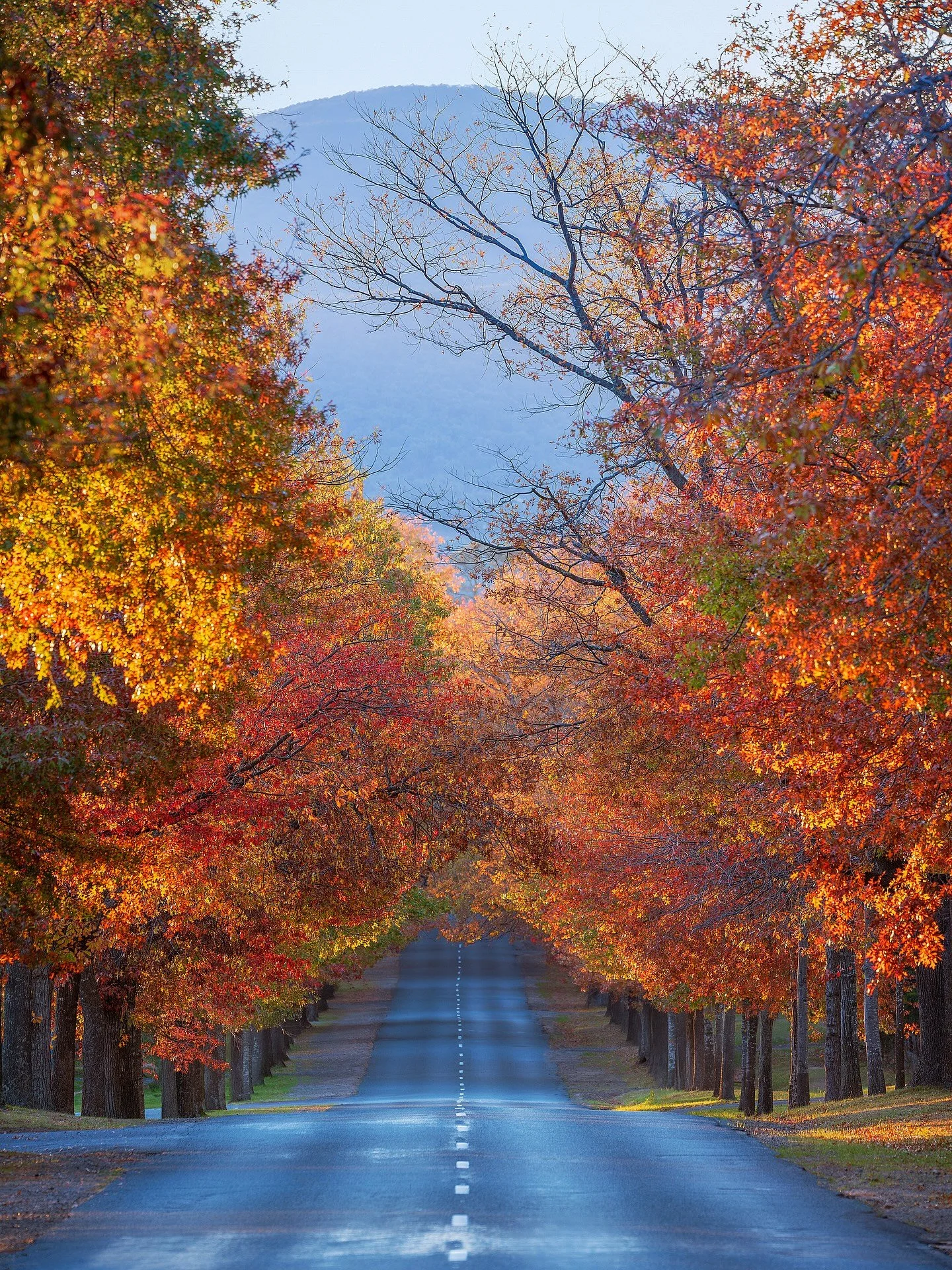 Probably my favourite photo I have taken of Honour Avenue this year 🍂🍂