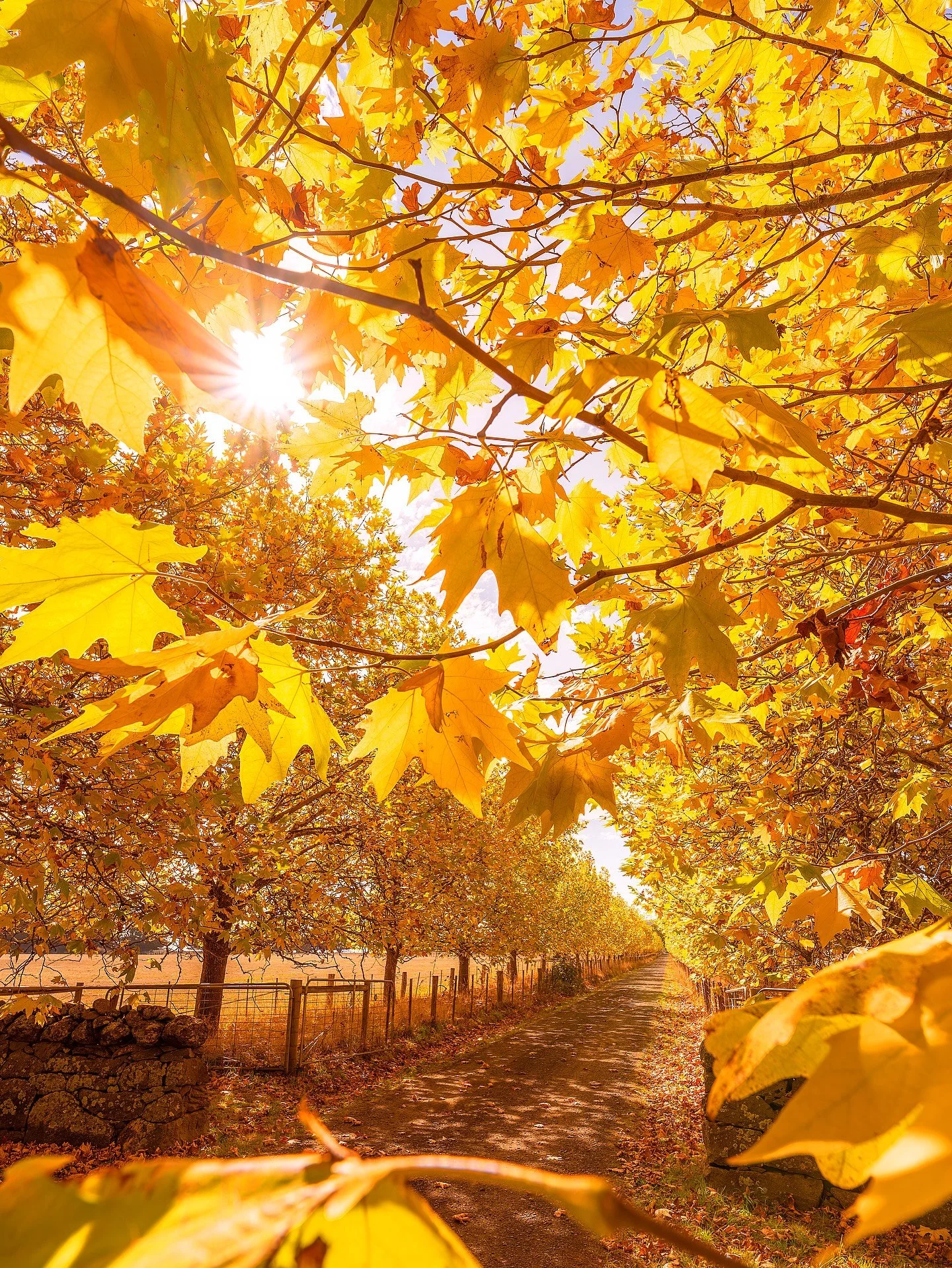 My annual post of this gorgeous driveway in autumn and one I aspire to plant for myself one day 💛💛