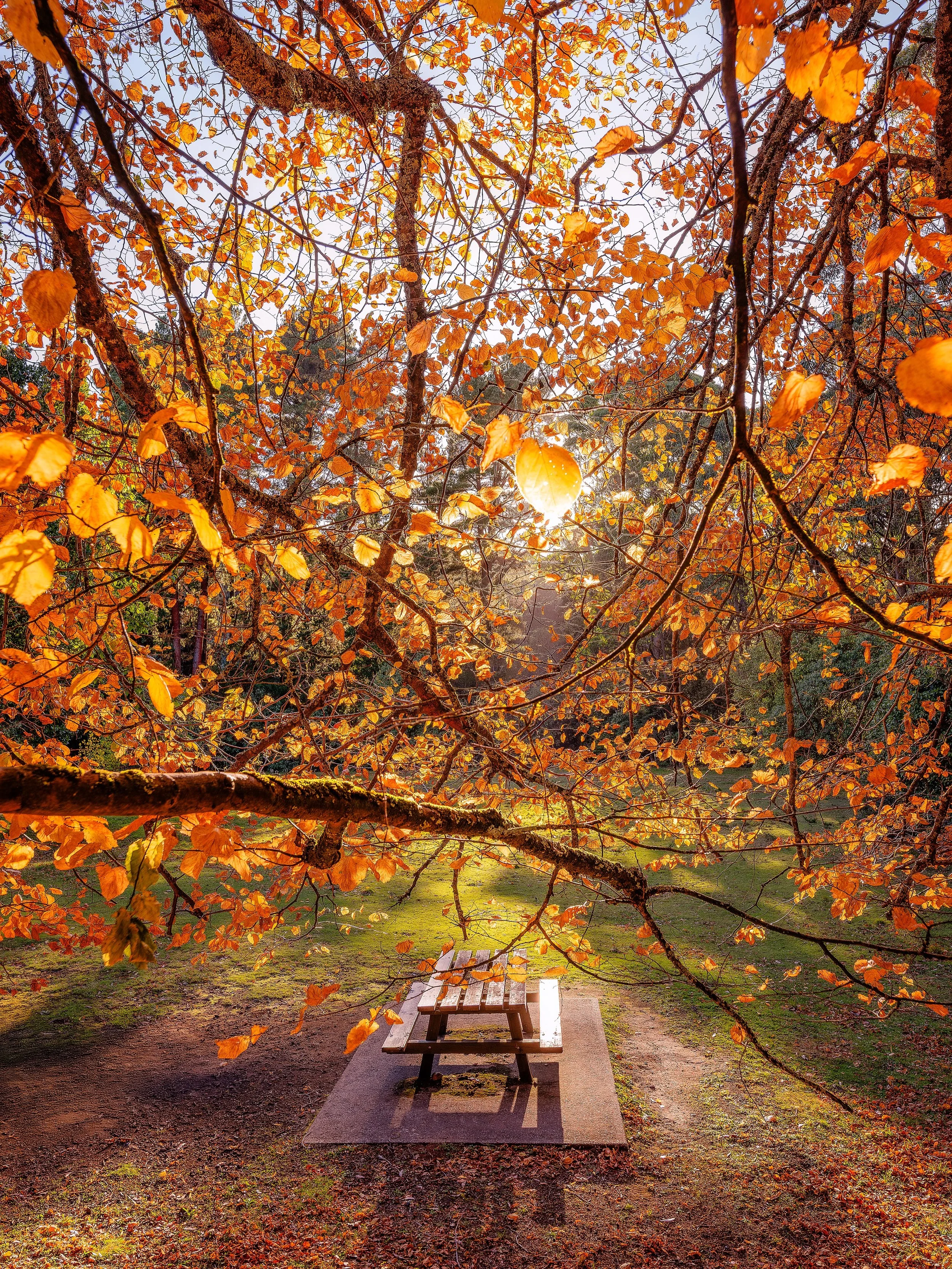 Another favourite spot of mine to enjoy throughout the year, but especially for photos during autumn 🍂