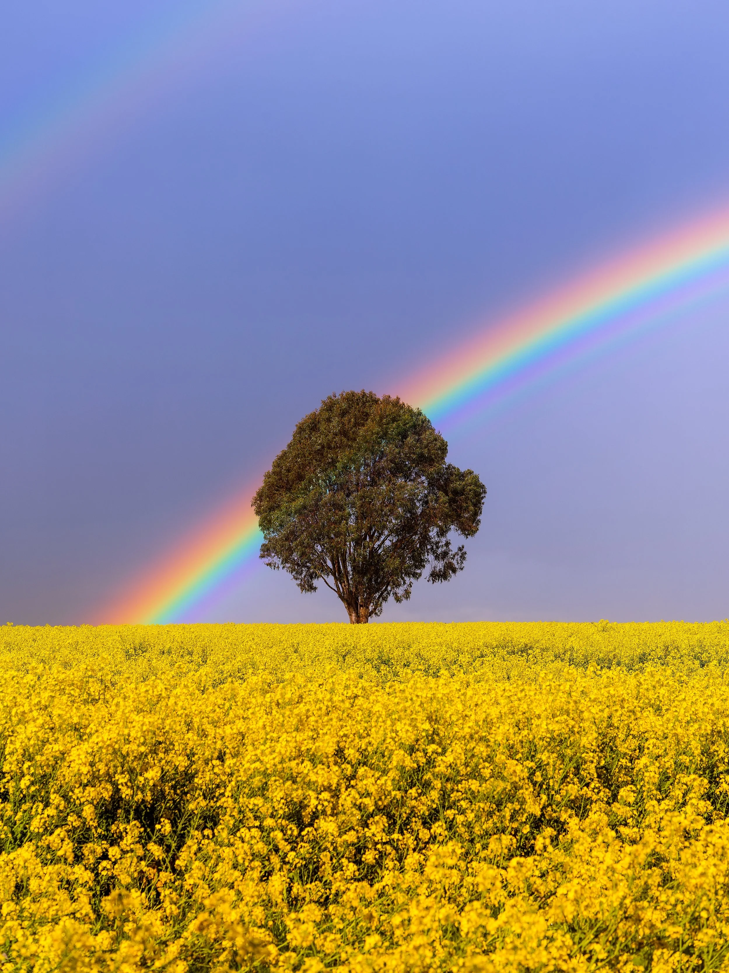 I love photography too much not to start a new Instagram account and continue to share my images &hellip;. I&rsquo;ve really missed you all!! And what a great time to start with spring just around the corner. A time for new beginnings and #canola 😍?