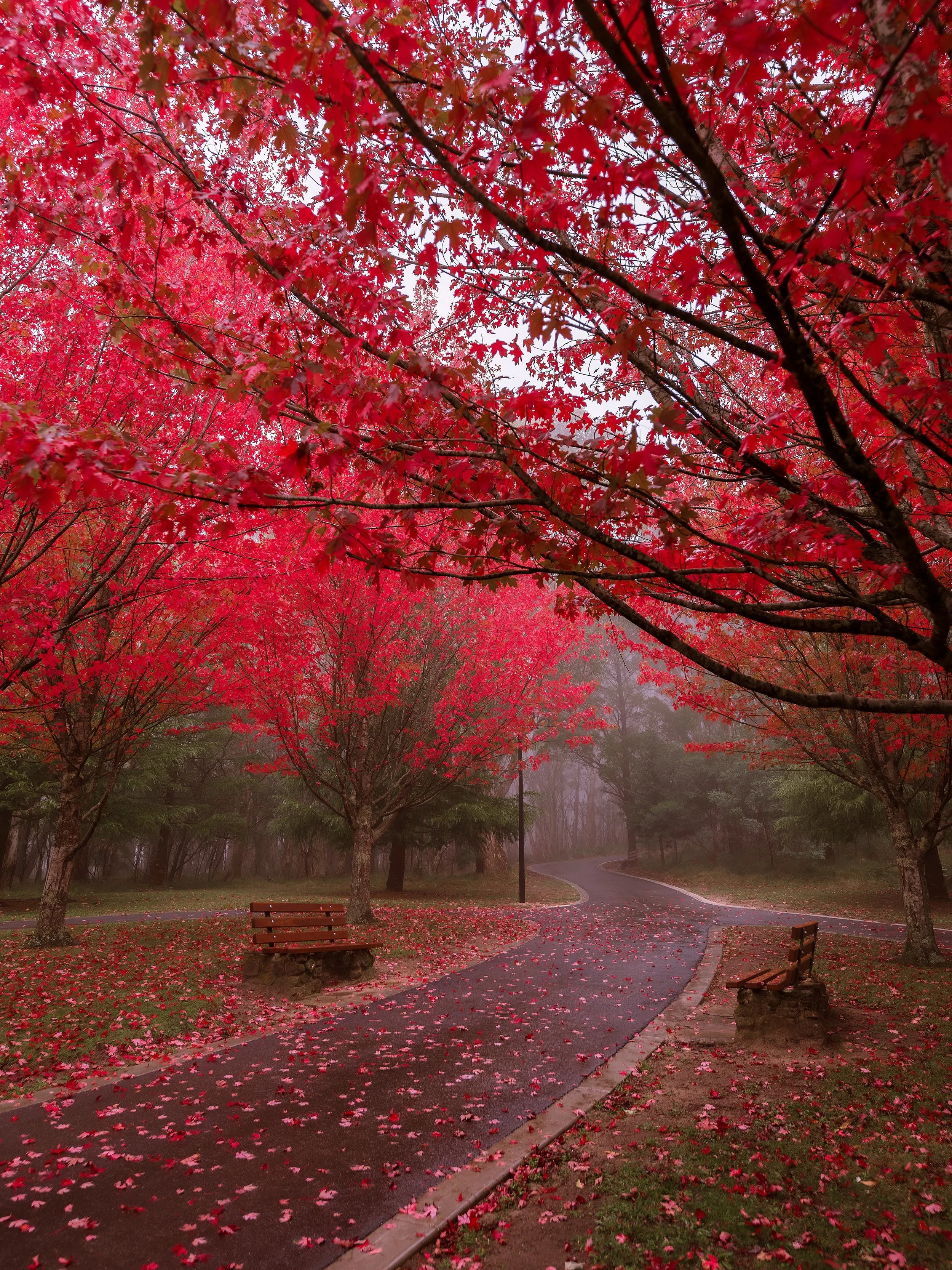 Some of my favourite images from autumn this year are now available for sale on my website 🍁🍂 #mountmacedon #autumn #macedonranges #australia #nature