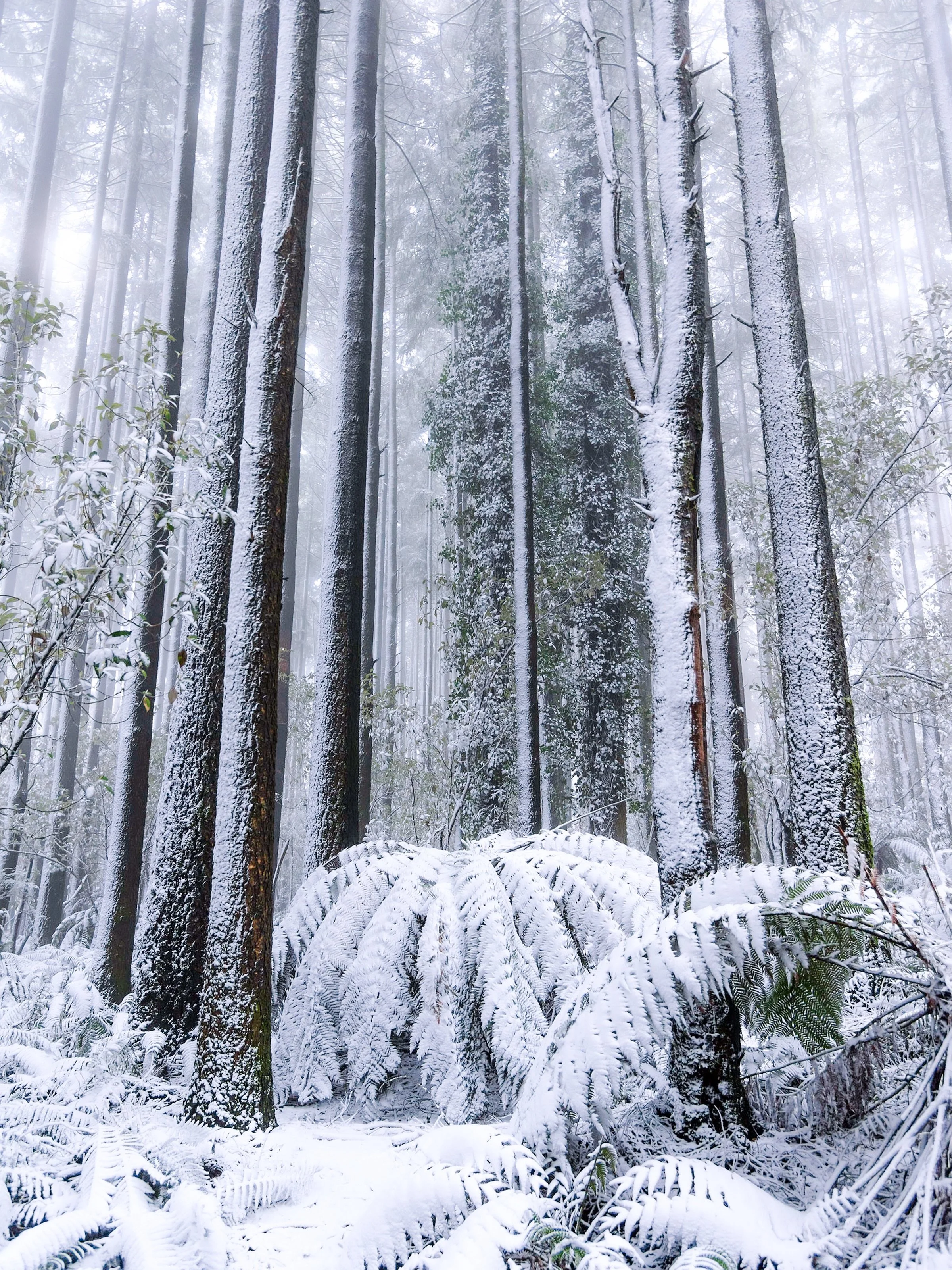 There was a bit of hope it may have snowed on Mount Macedon this morning, but wasn&rsquo;t to be. This is the first year since I&rsquo;ve been photographing the #snow on the mountain (2013) that we haven&rsquo;t had a decent fall! ❄️❄️

Here&rsquo;s 