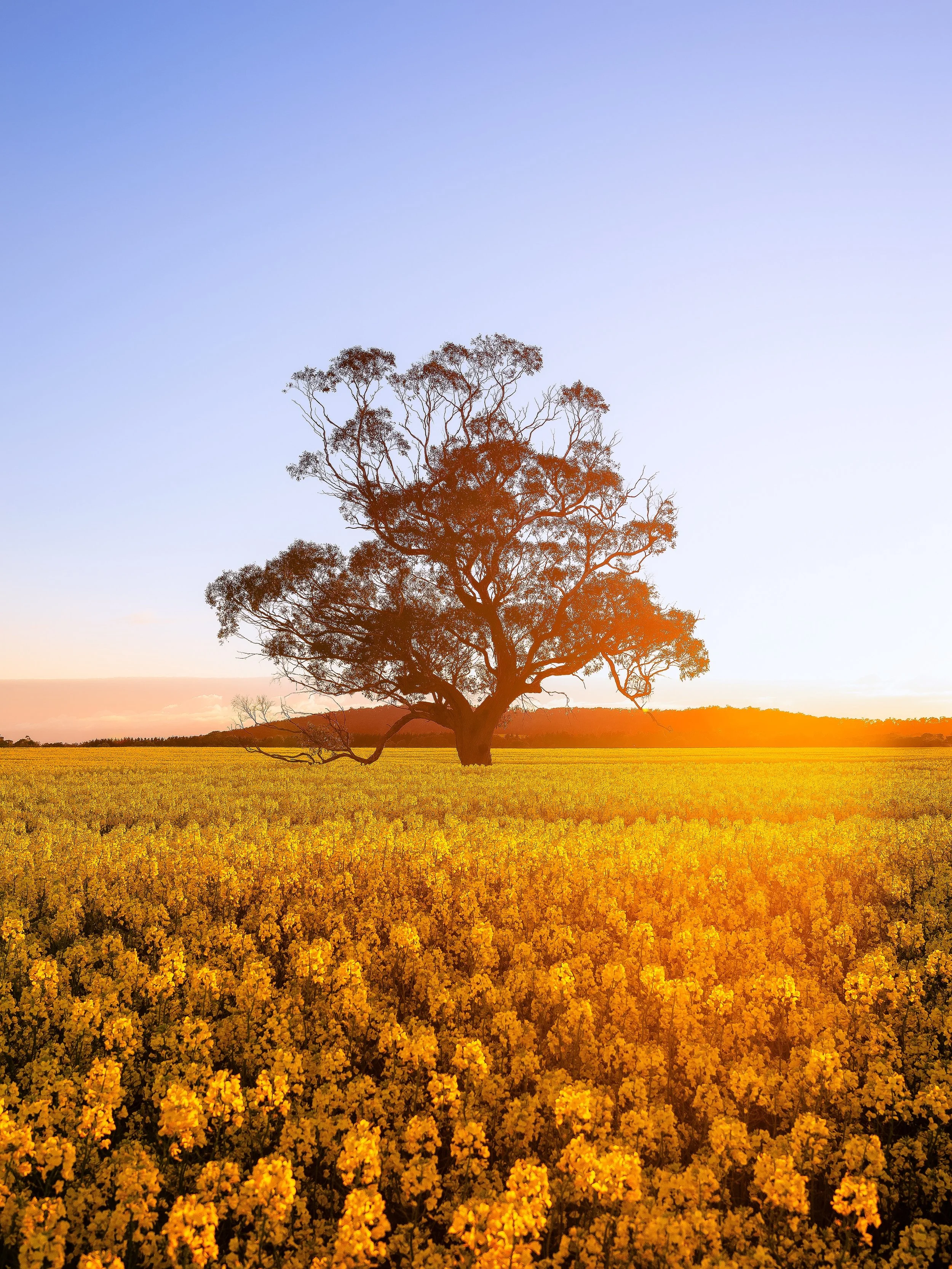 More canola love for spring 🌼 #australia #macedonranges #canola #sunrise #sunset
