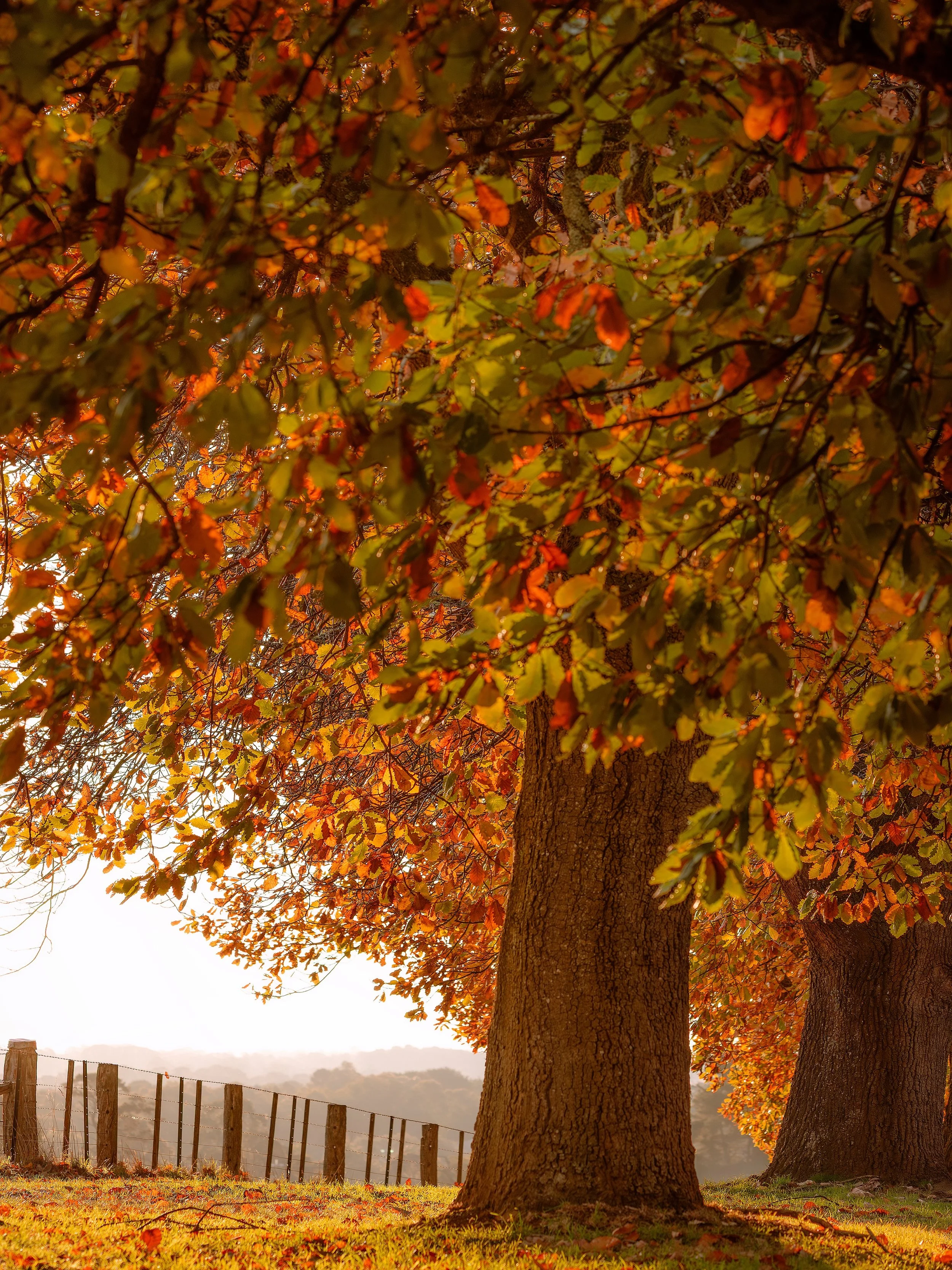Some autumn favourites 🍁 #australia #mountmacedon #macedonranges #autumn #sunrise