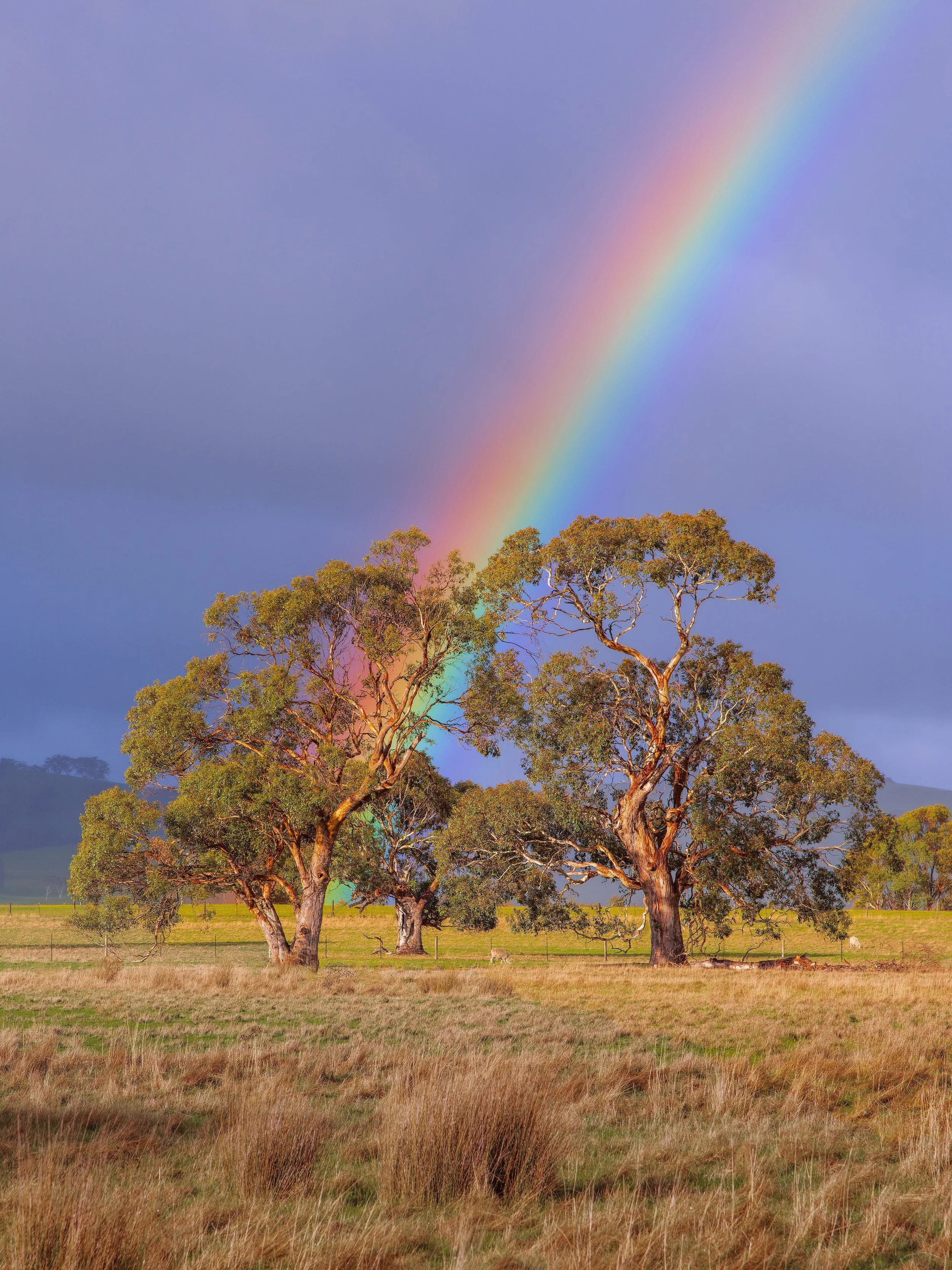 Some of my favourite rainbows! 😍🌈