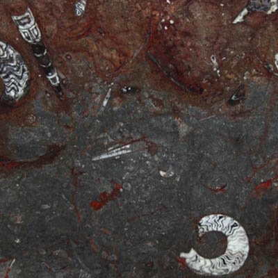 Gran Fossil