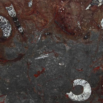 Gran Fossil