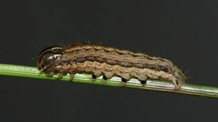 Farmers urged to keep an eye out for armyworms