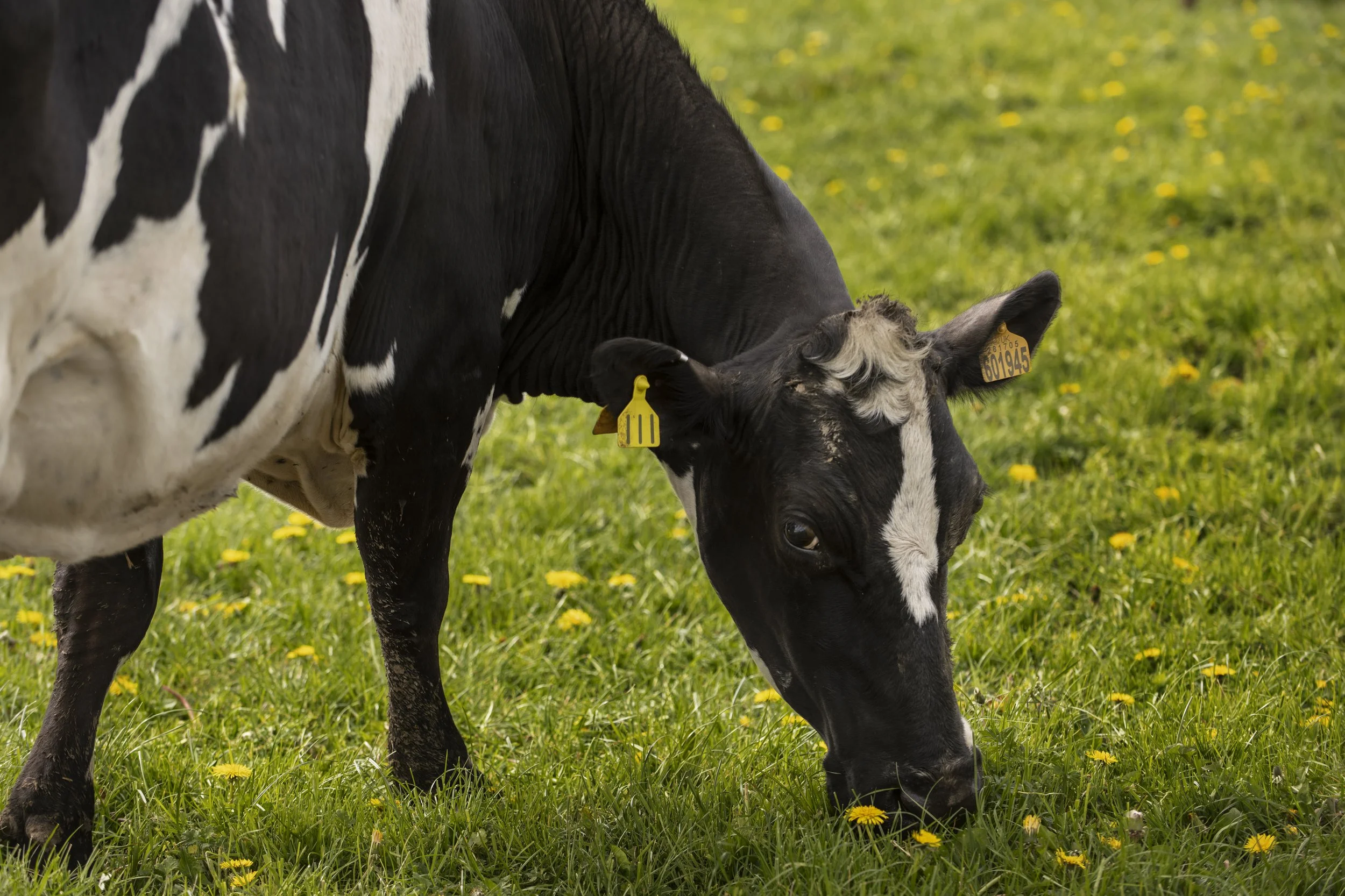 Understanding heat stress livestock and ways to prevent it 