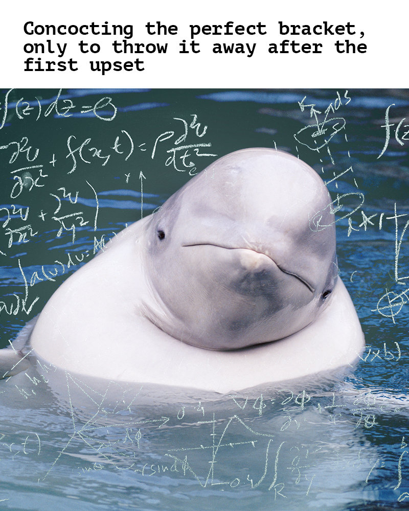 Beluga_meme_09 4x5.png