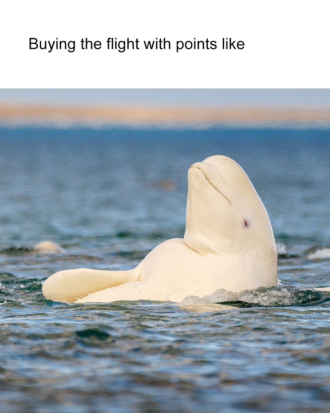 4x5 memes_points.png