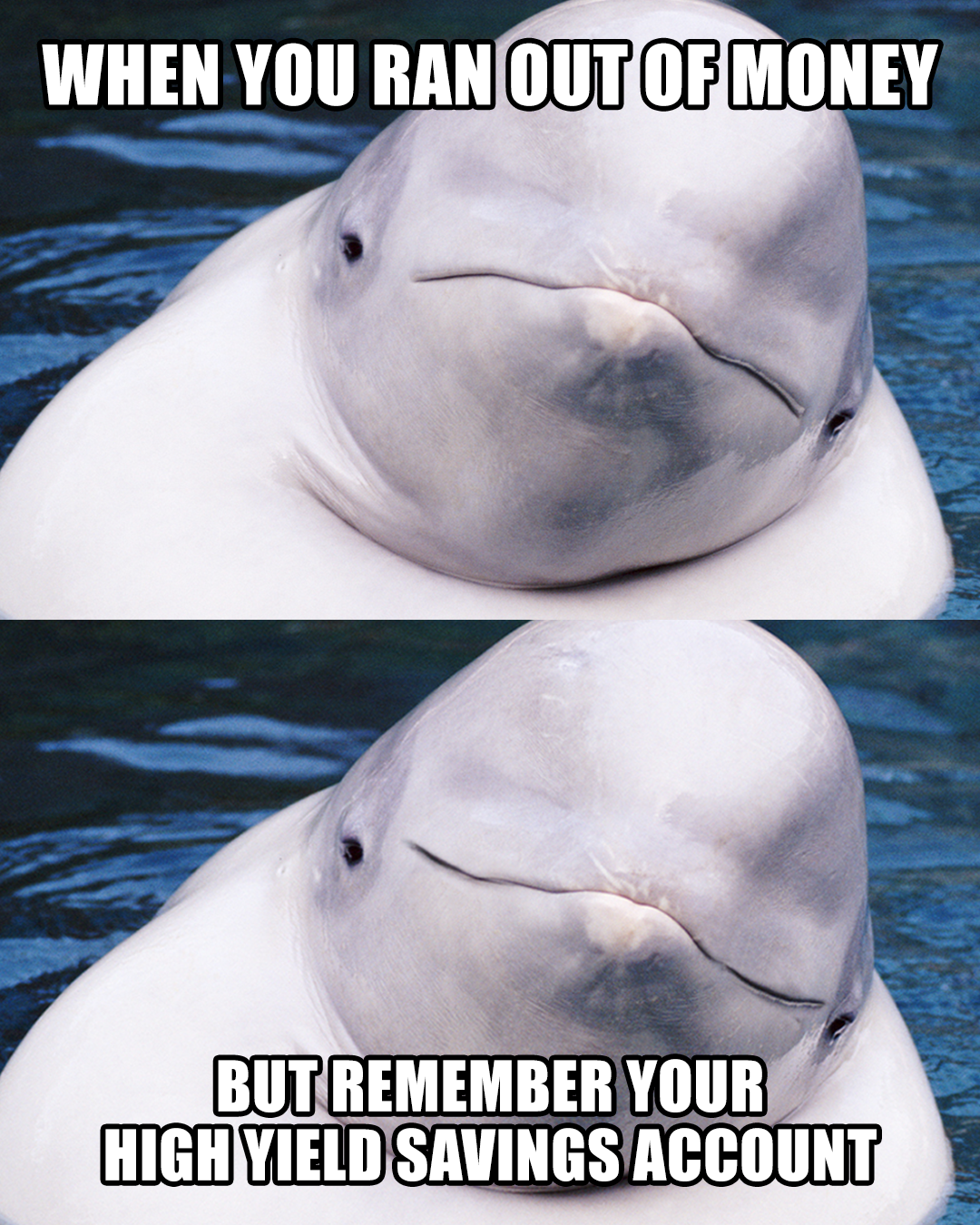 4x5 meme_high yield.png