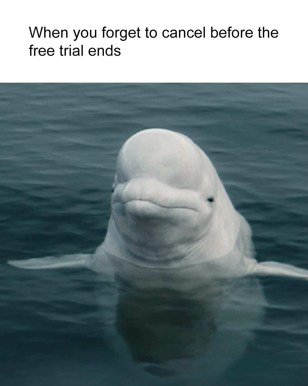 4x5 IG meme_free trial.png