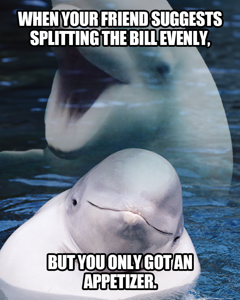 Beluga_meme_12_4x5.png