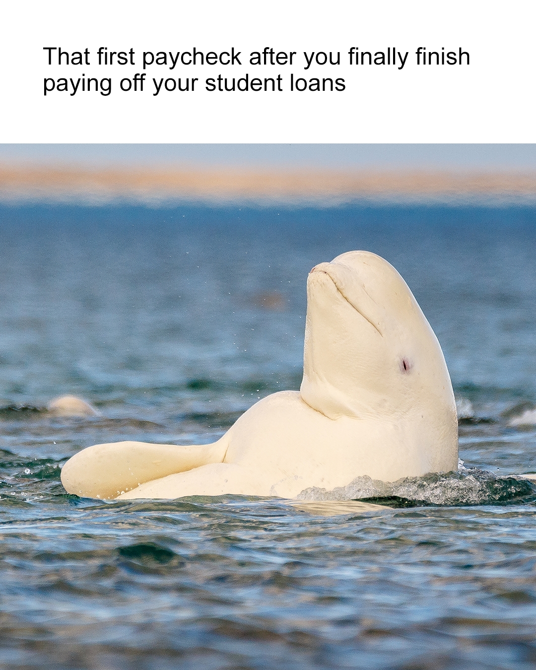 Student Loans 4x5.png