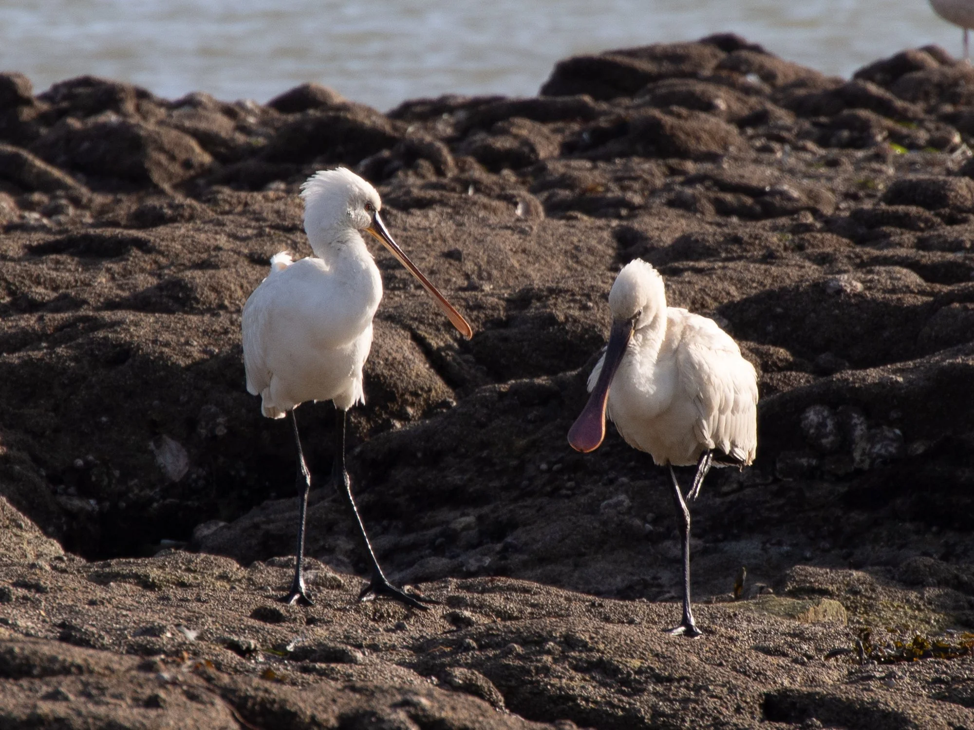 Photography of Spoonbills, Stephanie Kilgast
