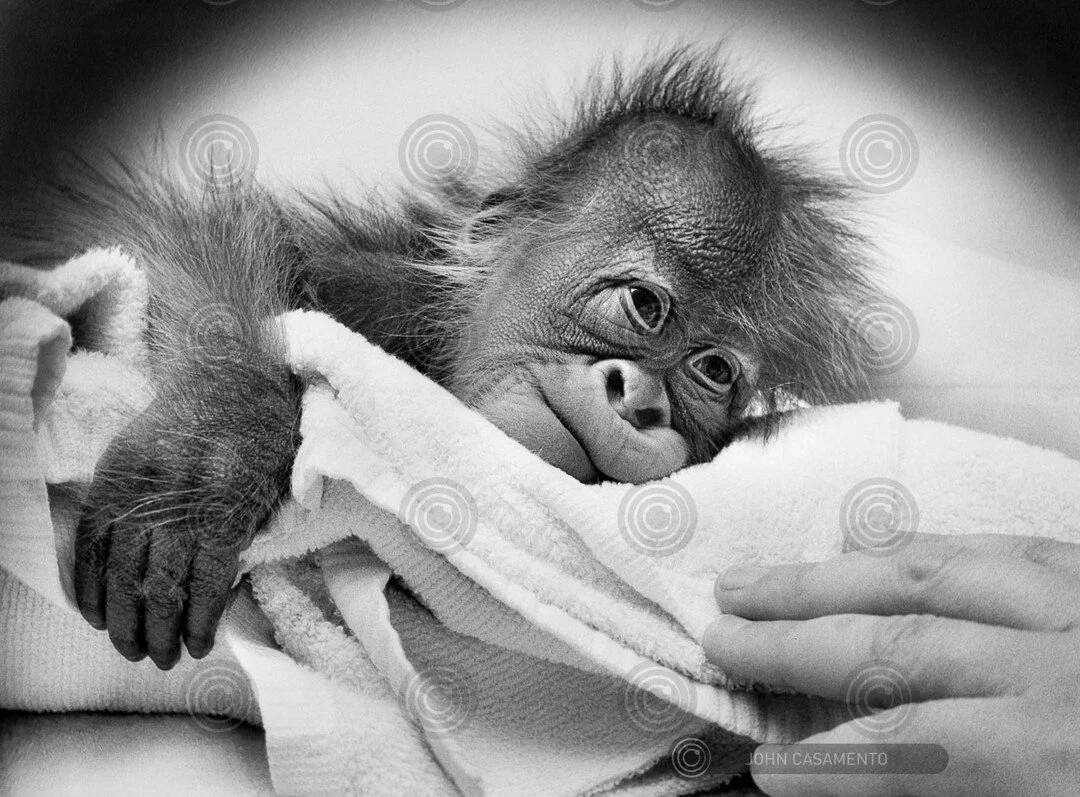 Titled '𝐈𝐭'𝐬 𝐧𝐨𝐭 𝐞𝐚𝐬𝐲 𝐛𝐞𝐢𝐧𝐠 𝐚 𝐛𝐚𝐛𝐲', the full heartwarming photographs can be found in the edition of 'Never work with animals or children', making the perfect Mother's Day gift for all mother figures in your life. 💞

Born on New