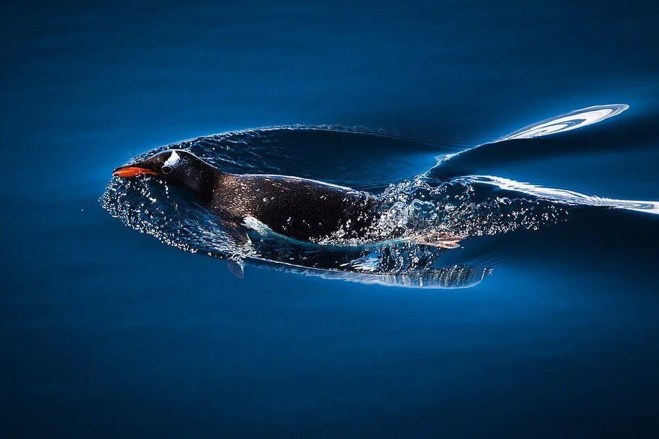 Looks like a summer photo. I actually took this photo in Antarctica peninsula while shooting snowboarding with @xavierdelerue and @lucasdebari #photooftheday #bird #whatsupduck #photography #antarctica #water #wildlife #neverstopexploring #color