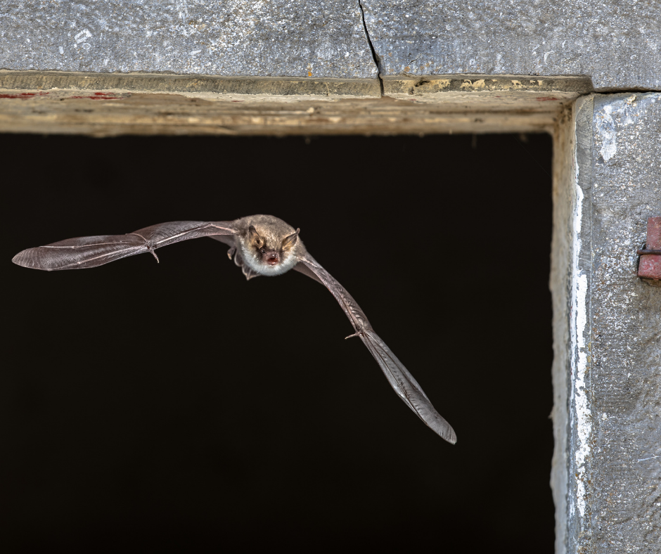 Why Bat Surveys Matter