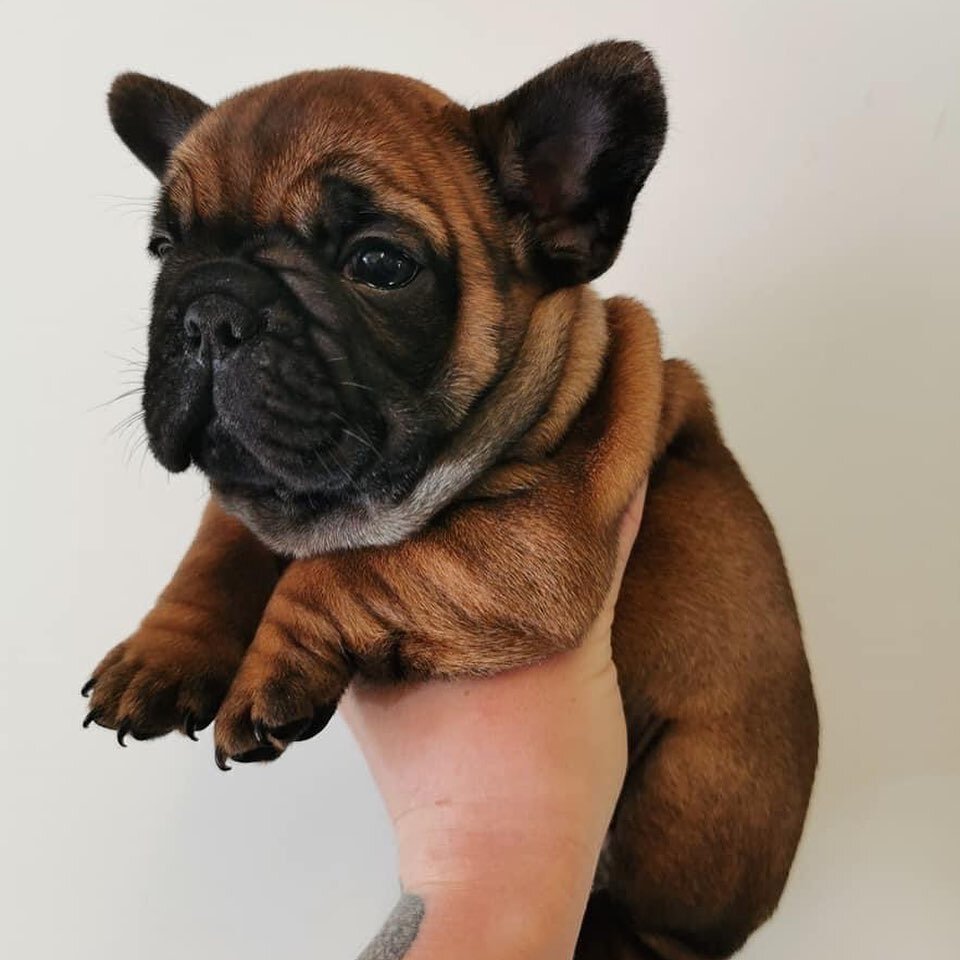 Busy morning here today 🐝

Scans, Matings and Microchips 👩&zwj;🔬

Look at the colour on this beautiful girl, sired by Baby ❤️😍

No filter, she really is this dark 😍

#frenchbulldog #frenchiepuppy #frenchies #redfawnfrenchie #redfawn #redfawnfren
