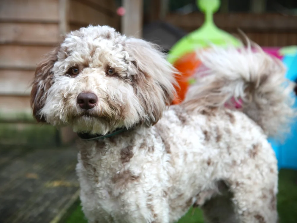 eimy istoire French poodle fur ミトン eimy istoire French poodle fur ミトン - メルカリ