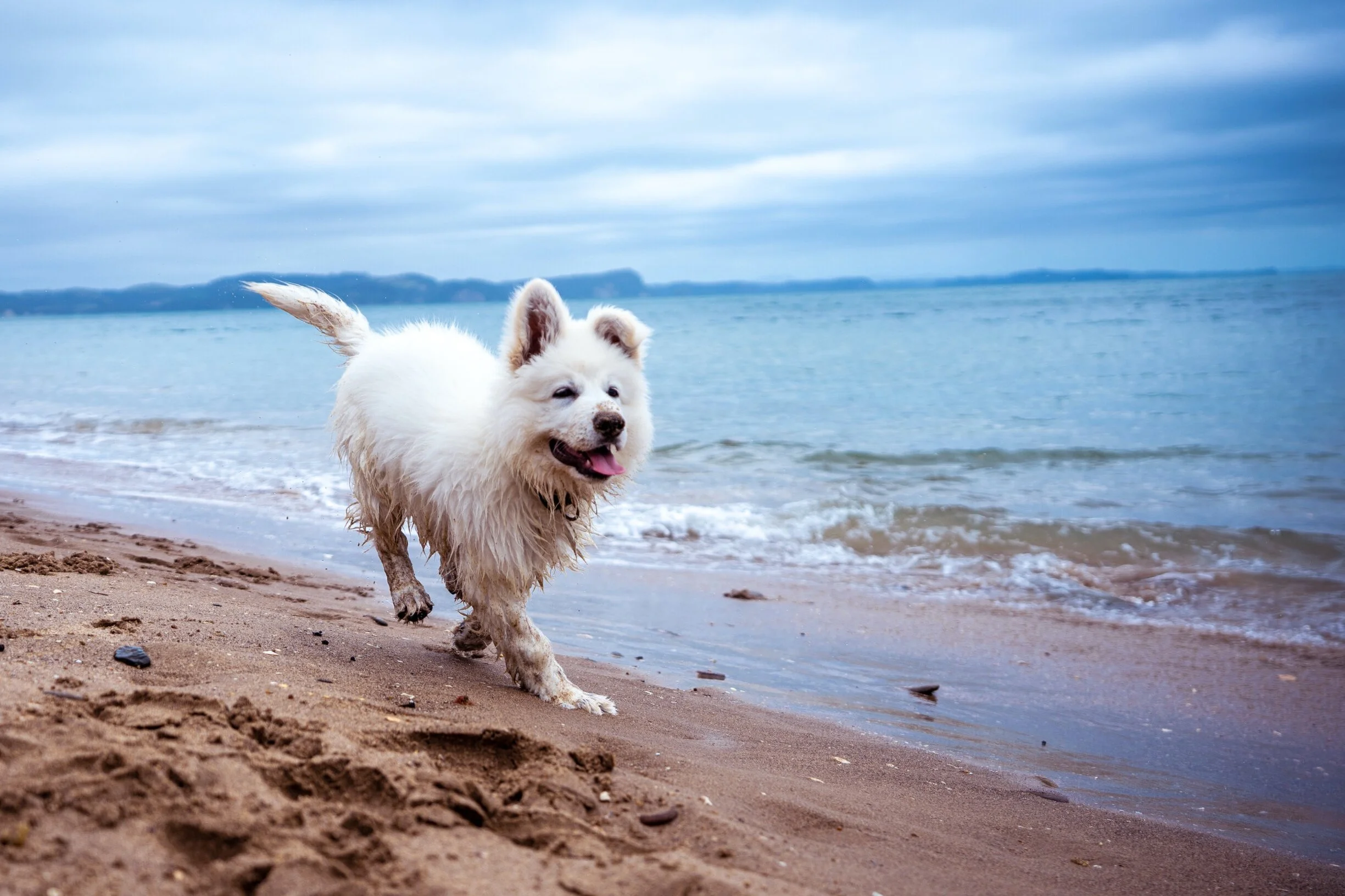 Puppy recall training