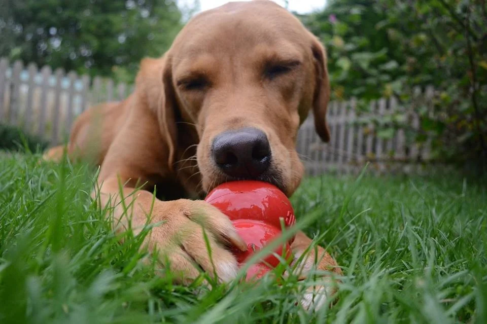 Clinical Animal Behaviour Service: What’s it all about? 