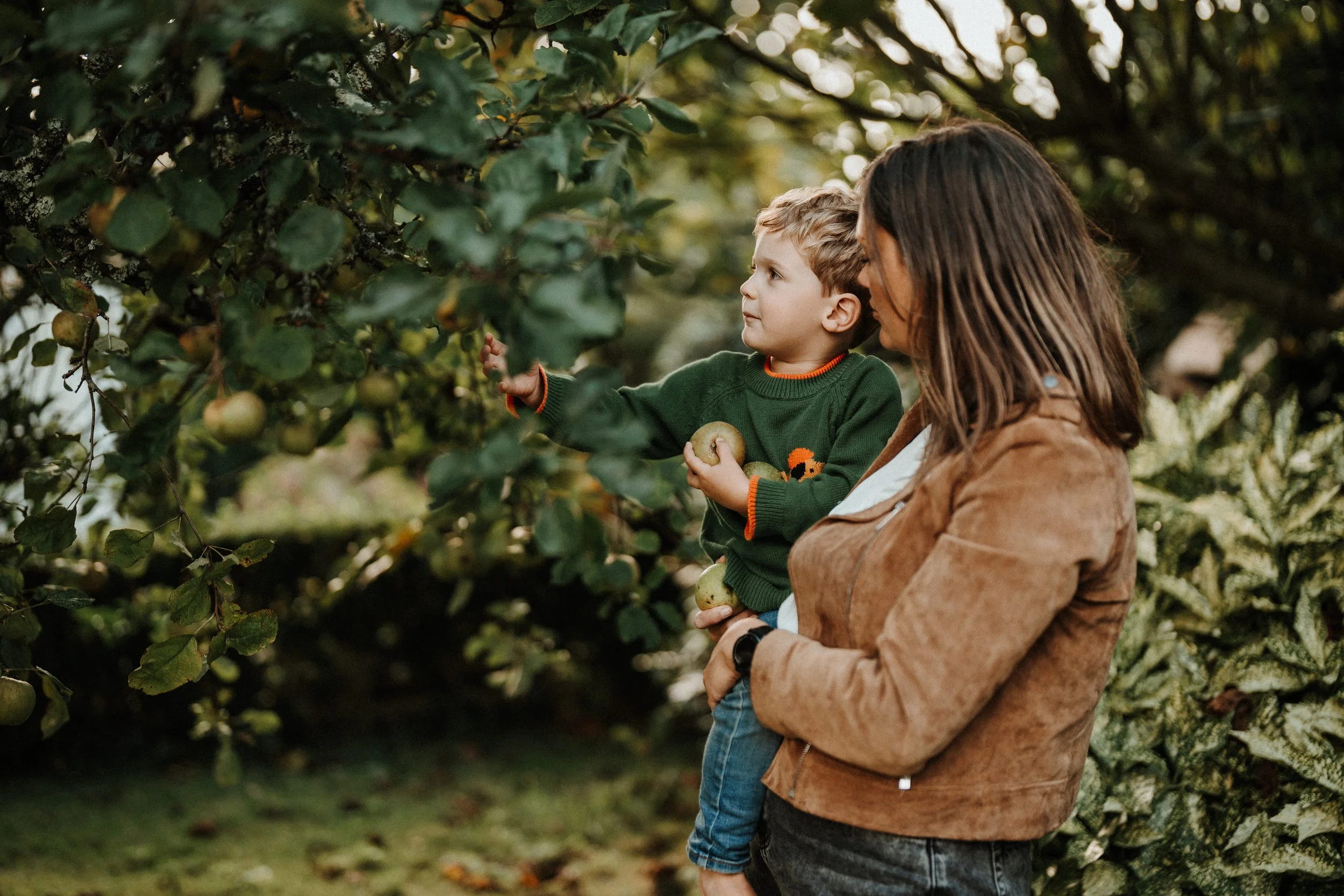 Séance famille en extérieur, un enfant cueille des pommes dans un jardin avec sa maman