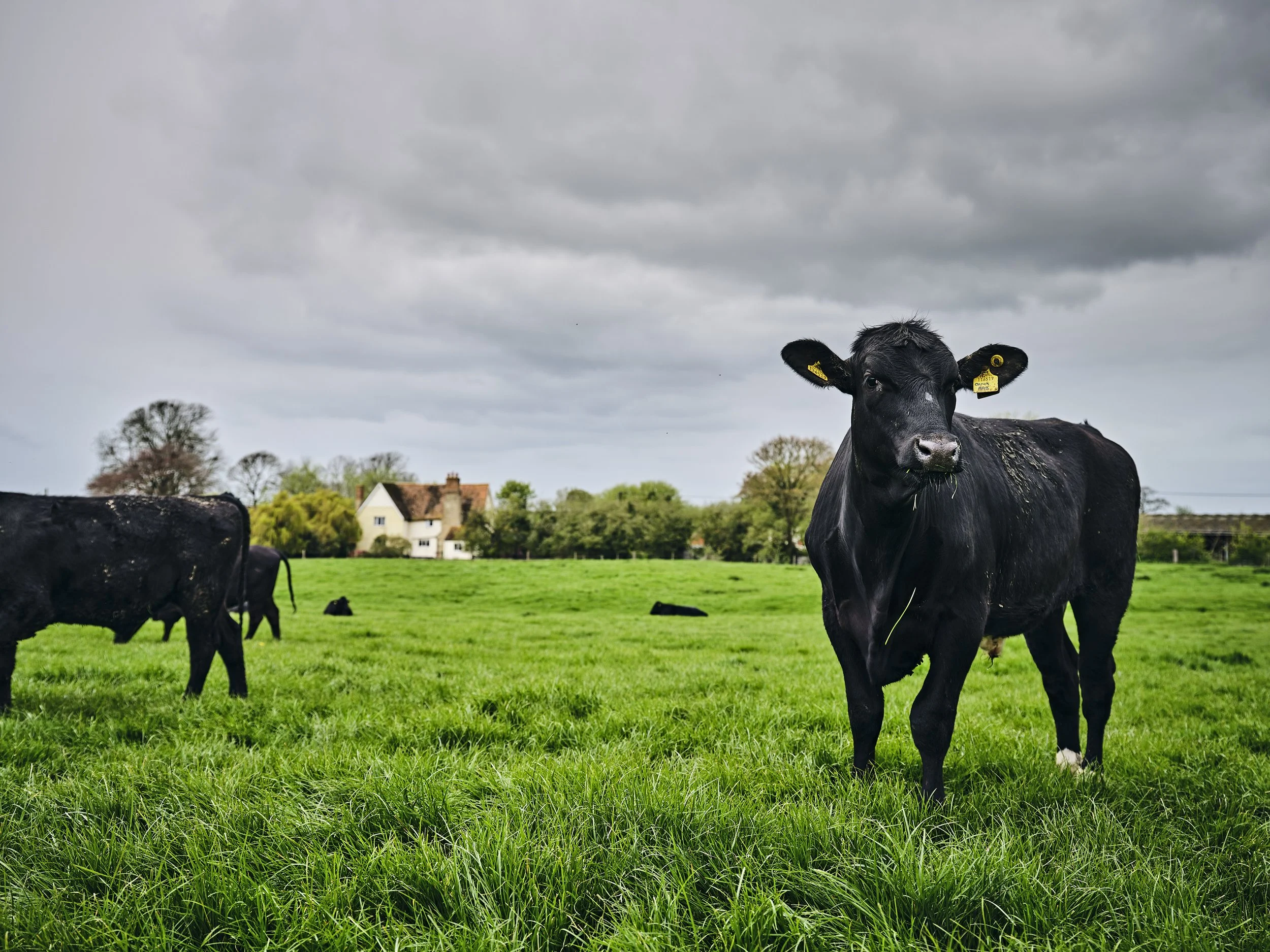230424_M&S_AberdeenAngusBeef_2890.jpg