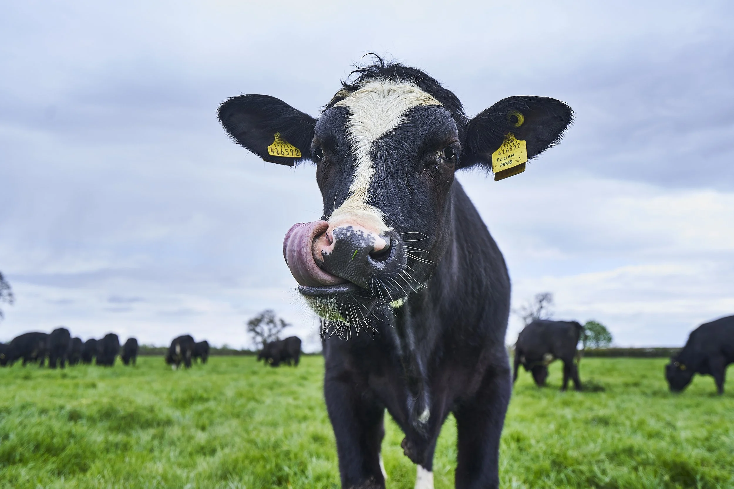 230424_M&S_AberdeenAngusBeef_0896.jpg