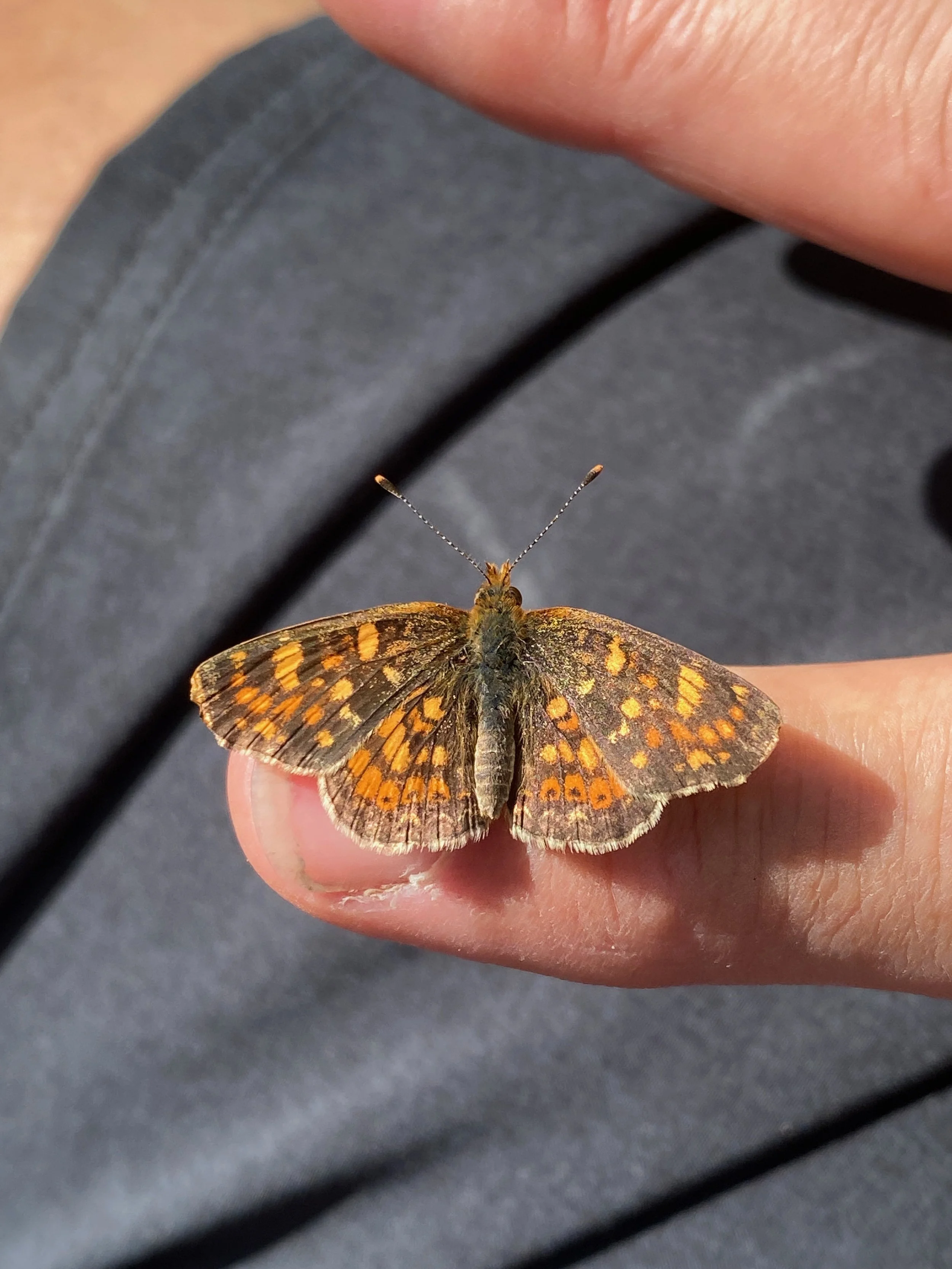 Butterfly.jpeg