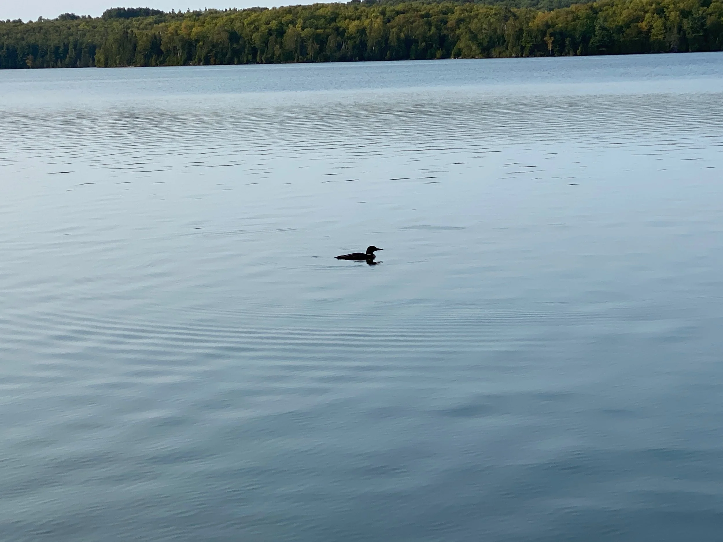 loon.jpeg