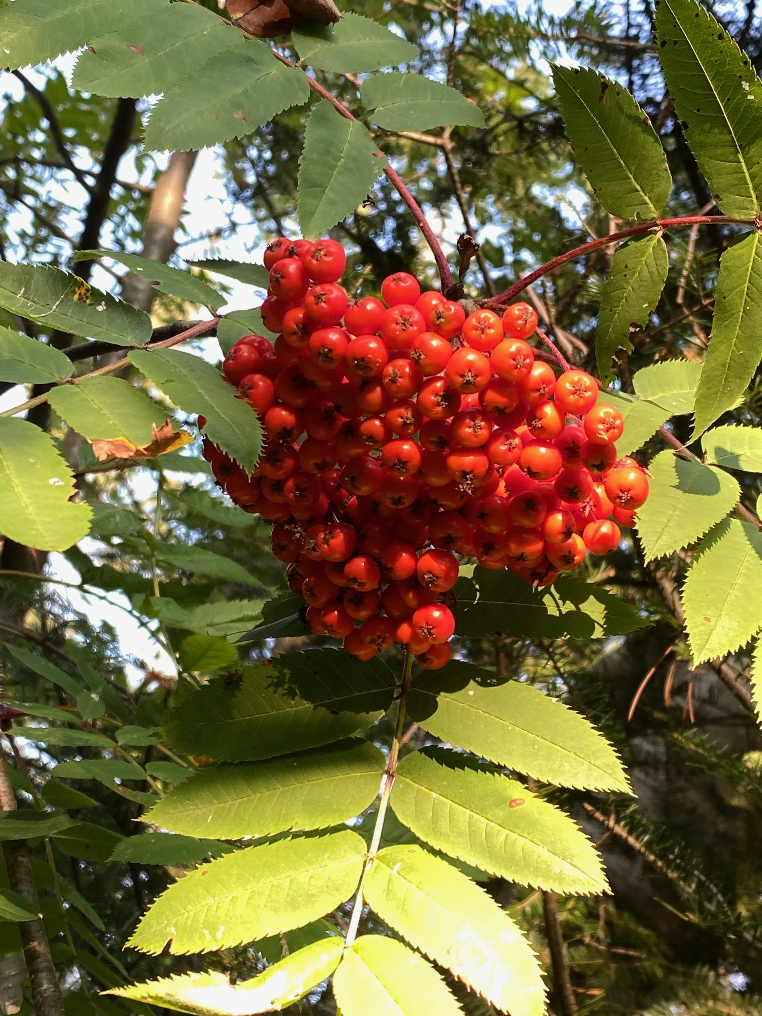 Red berries.jpeg