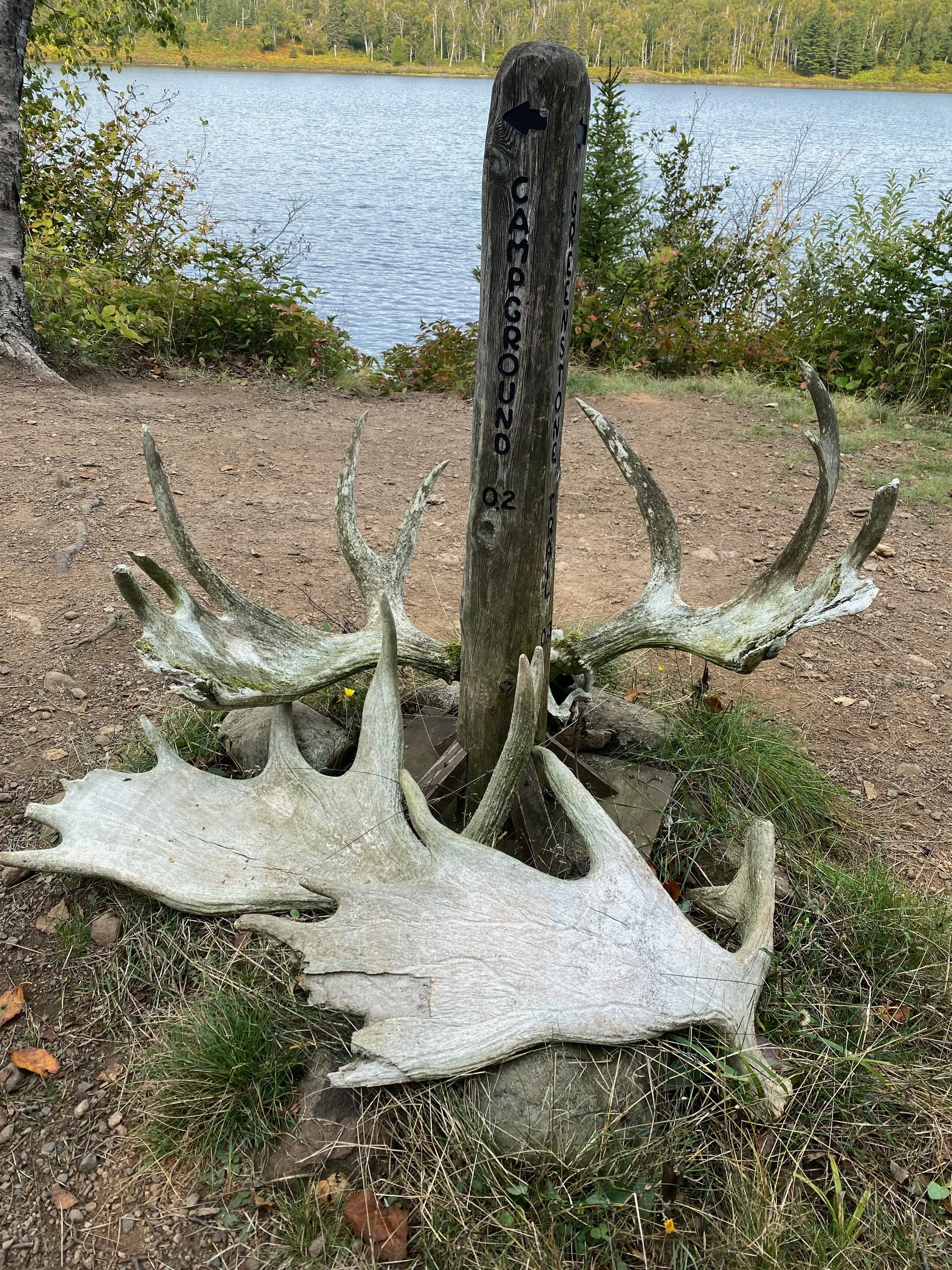 moose antlers.jpeg