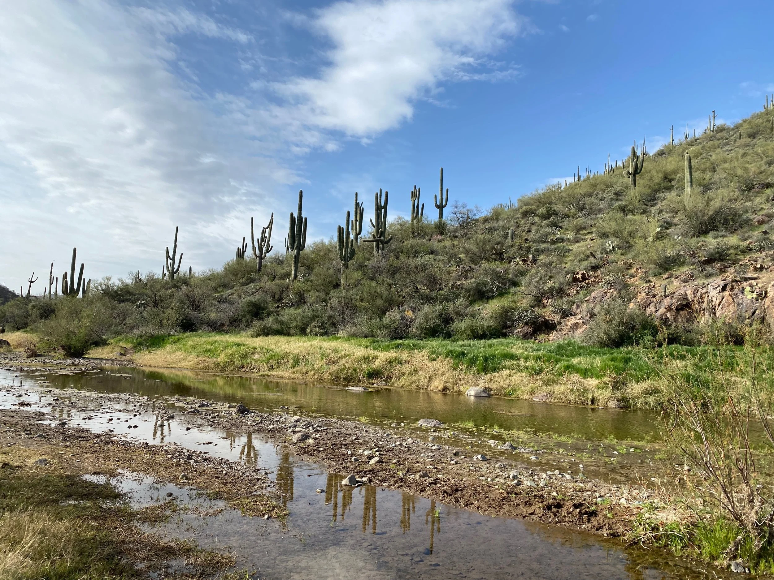 Cactus.jpeg