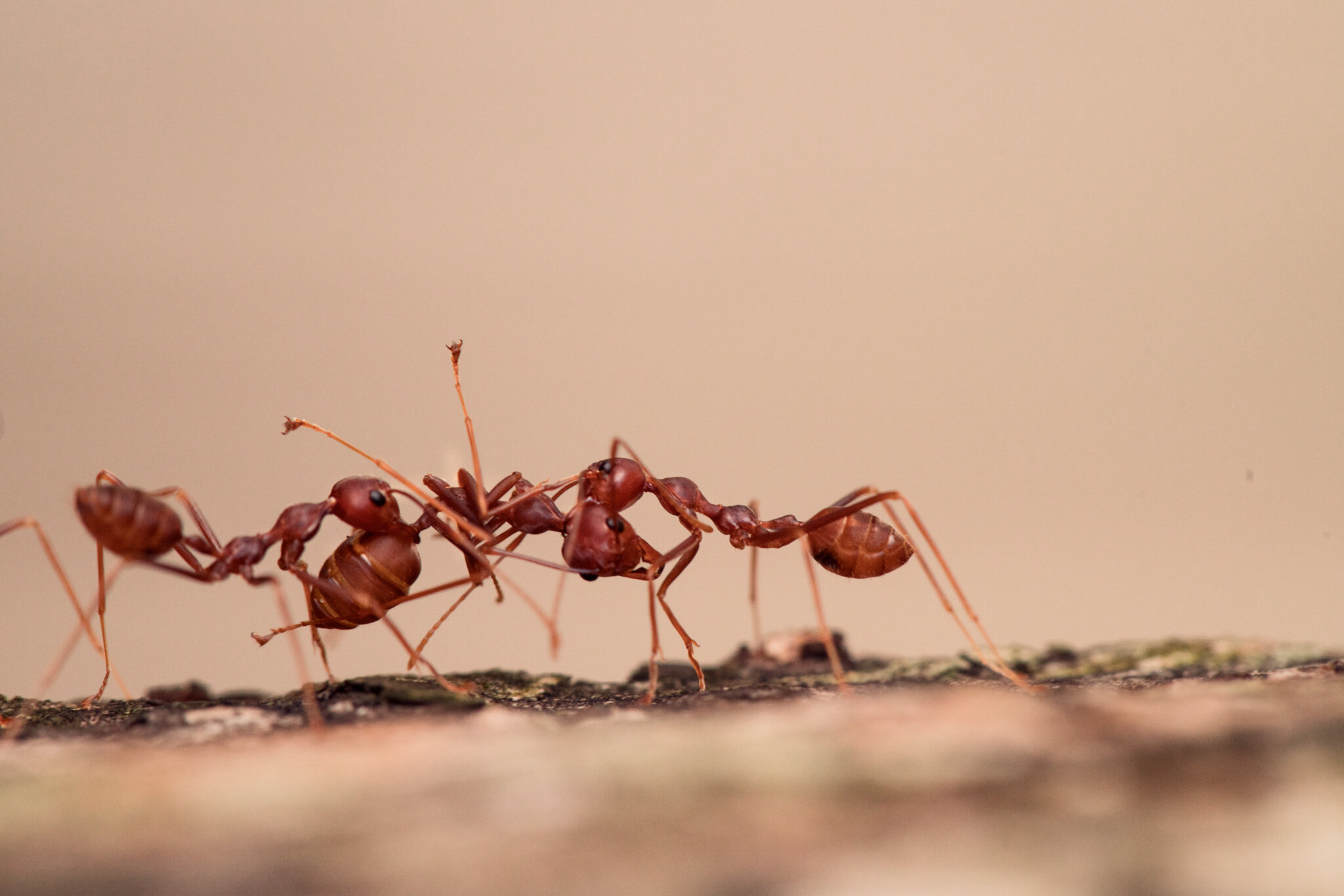 Ants 2.jpeg