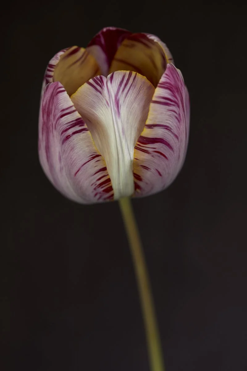 24. Tulipa 'The Lizard' .jpg