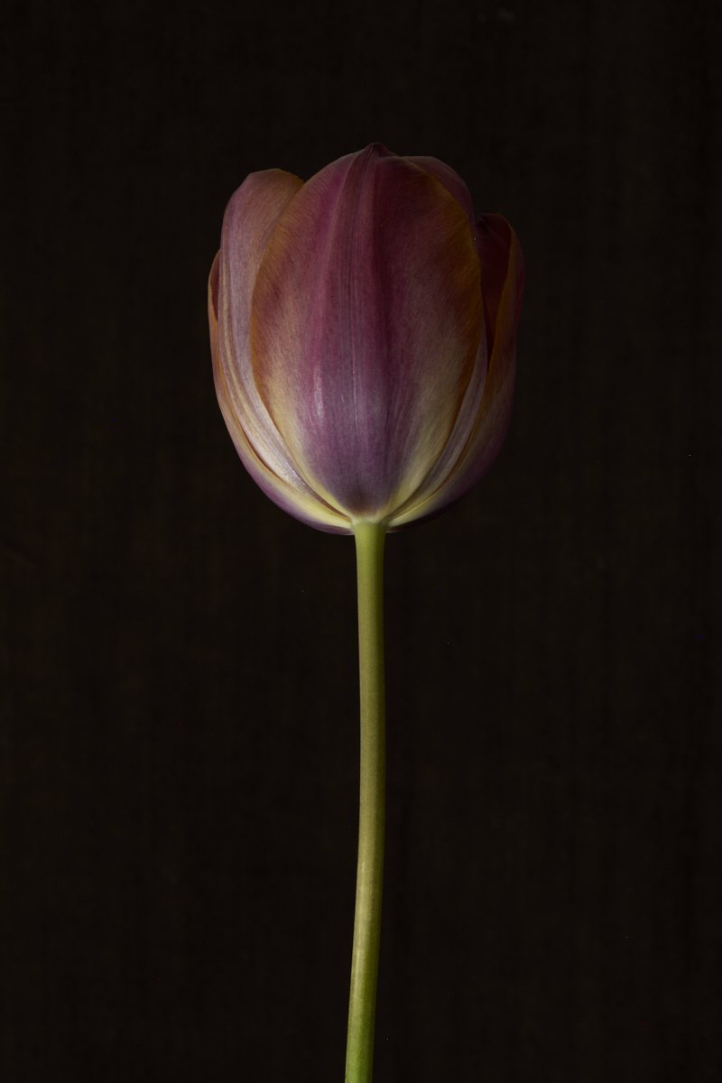 8. Tulipa 'Je Maintiendrai' .jpg