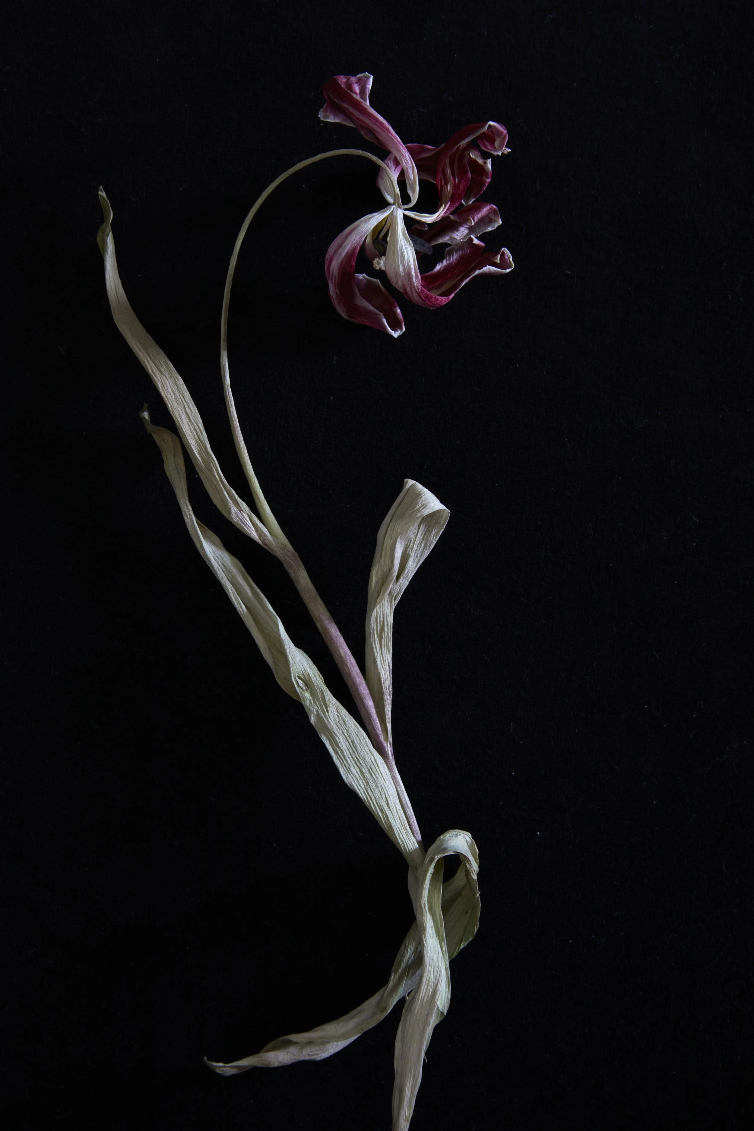 39. Tulipa 'Striped Sail', Dancing in Death .jpg