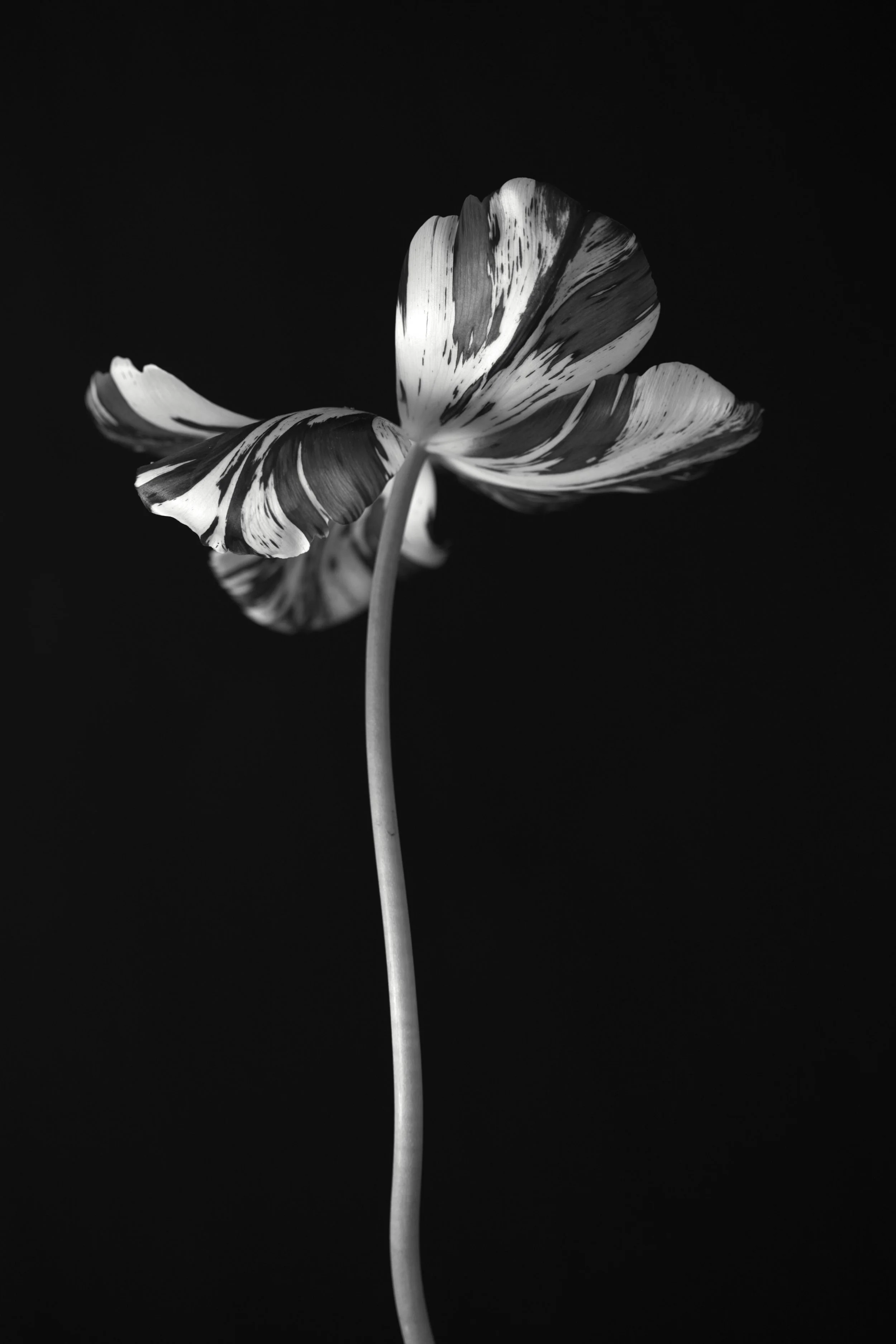 41. Tulipa 'Rosie Wainwright'.jpg