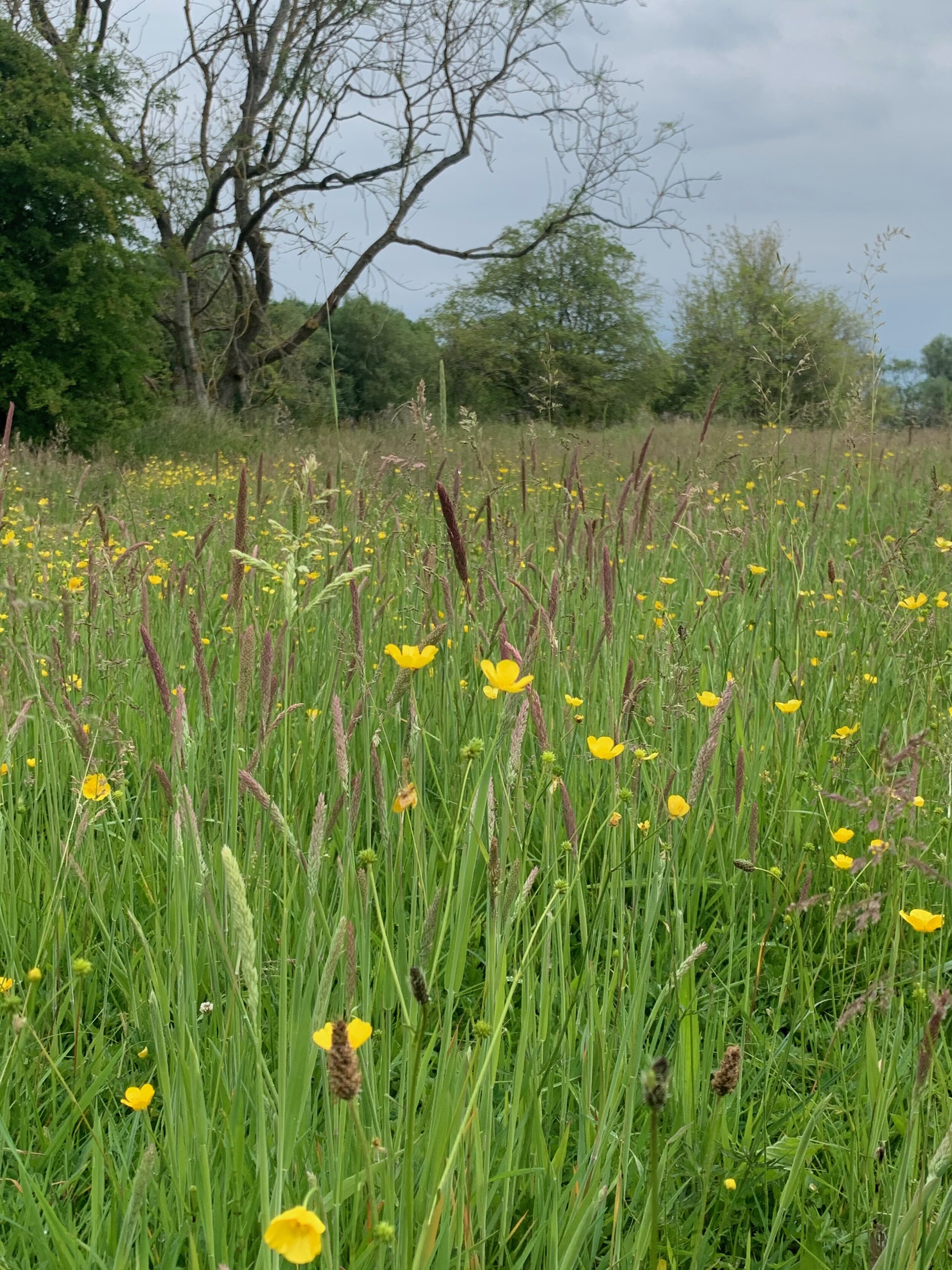 5.May.buttercups and foxtail grasses.jpg